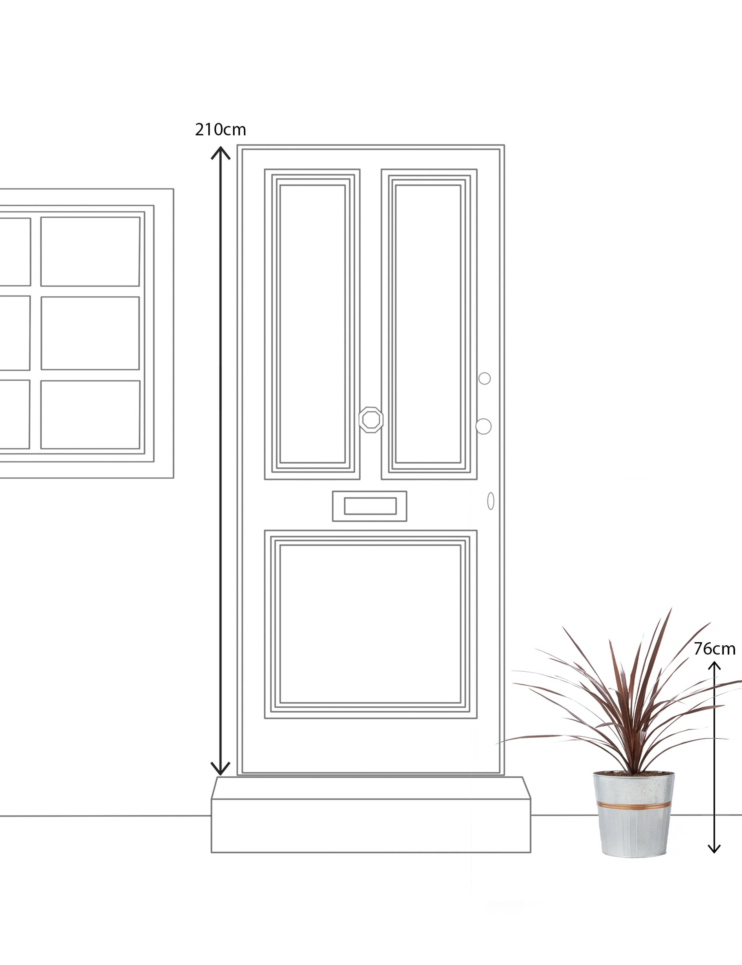 Cordyline Tin Planter (Delivery from 15th February 2022) 3 of 6