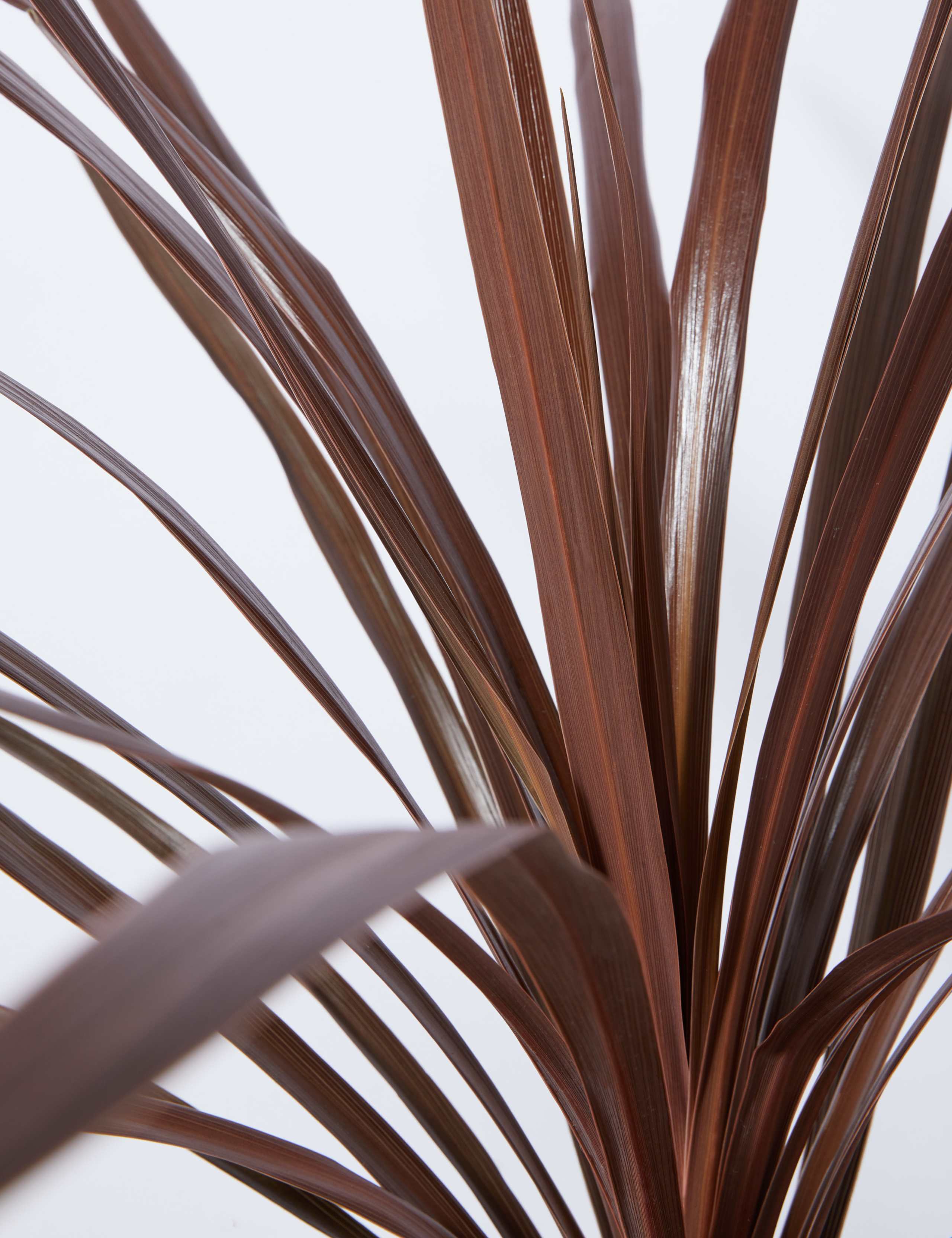 Cordyline Tin Planter (Delivery from 15th February 2022) 4 of 6