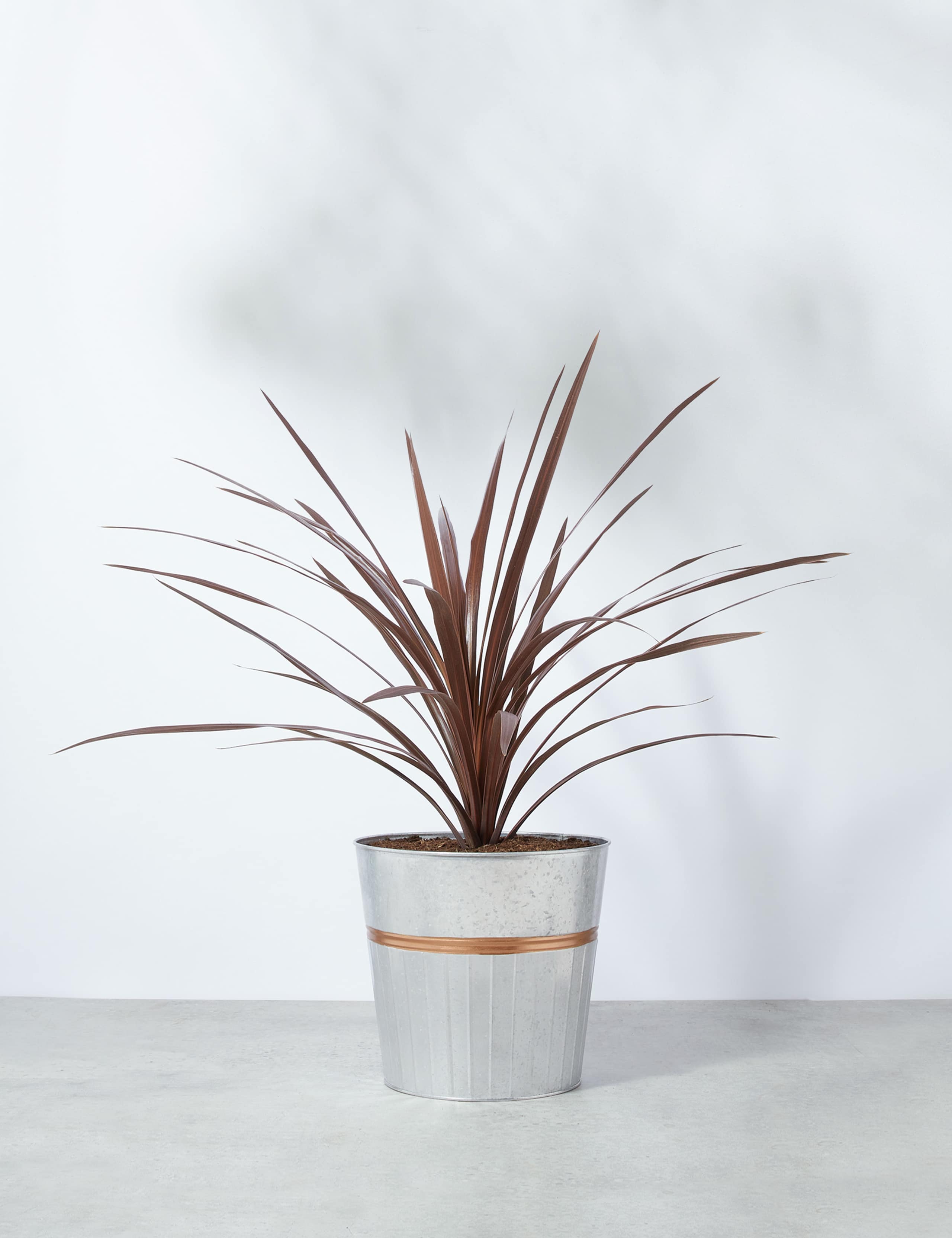 Cordyline Tin Planter (Delivery from 15th February 2022) 2 of 6