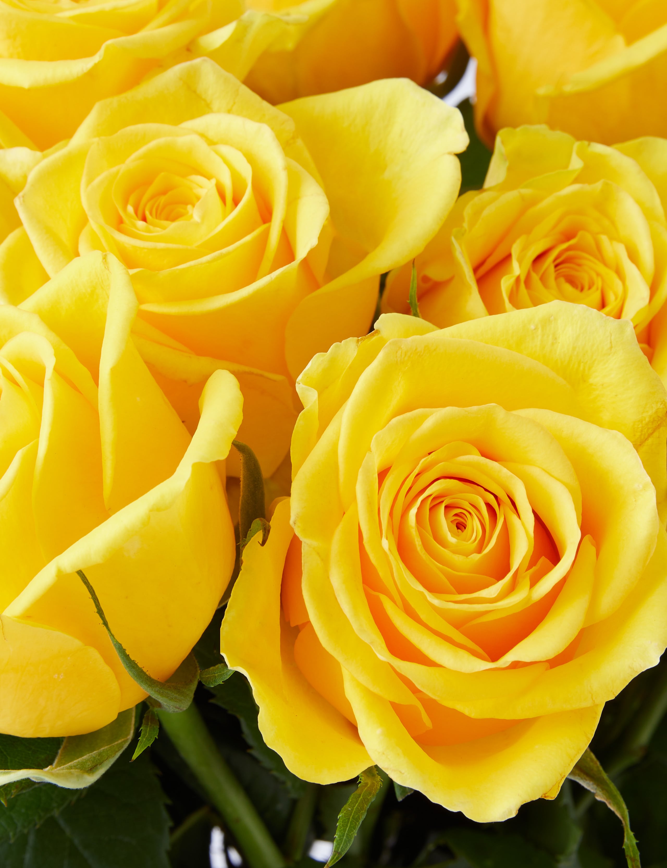 Yellow Rose Bouquet 4 of 4