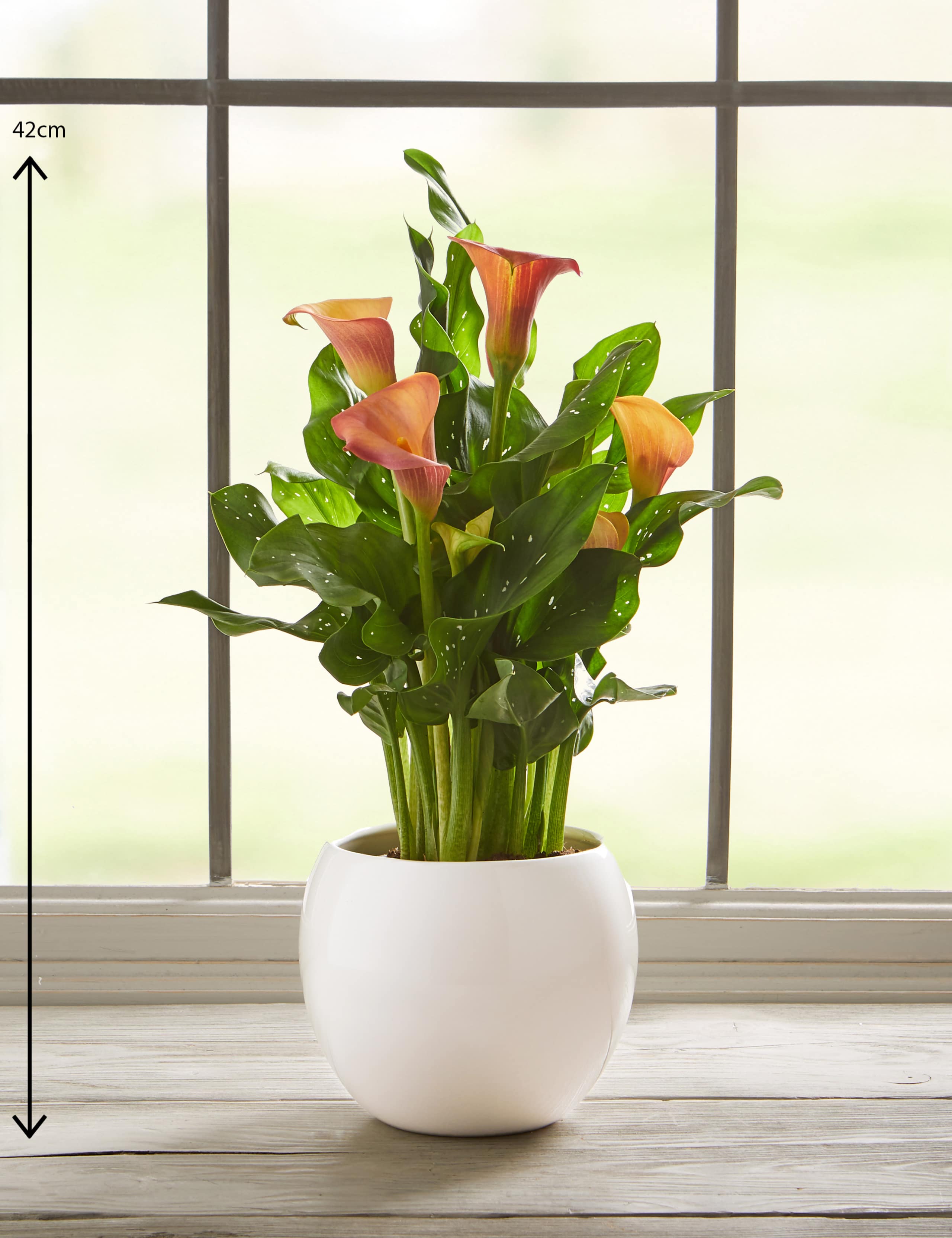 Calla Lily Plant 3 of 6