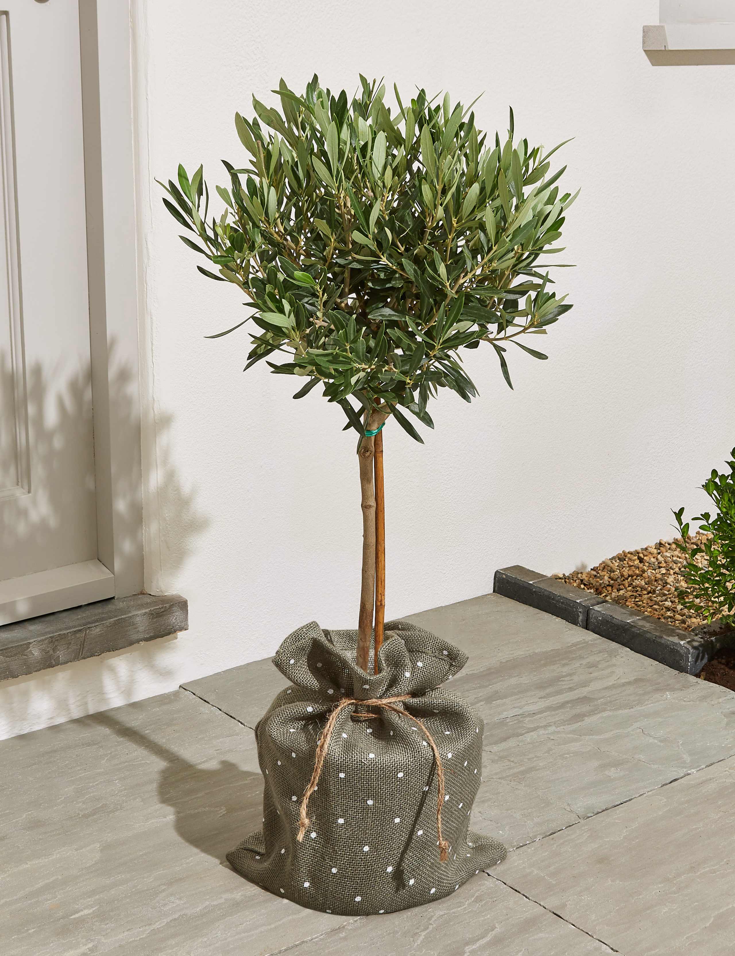 Garden Olive Tree – New Lower Price 1 of 5