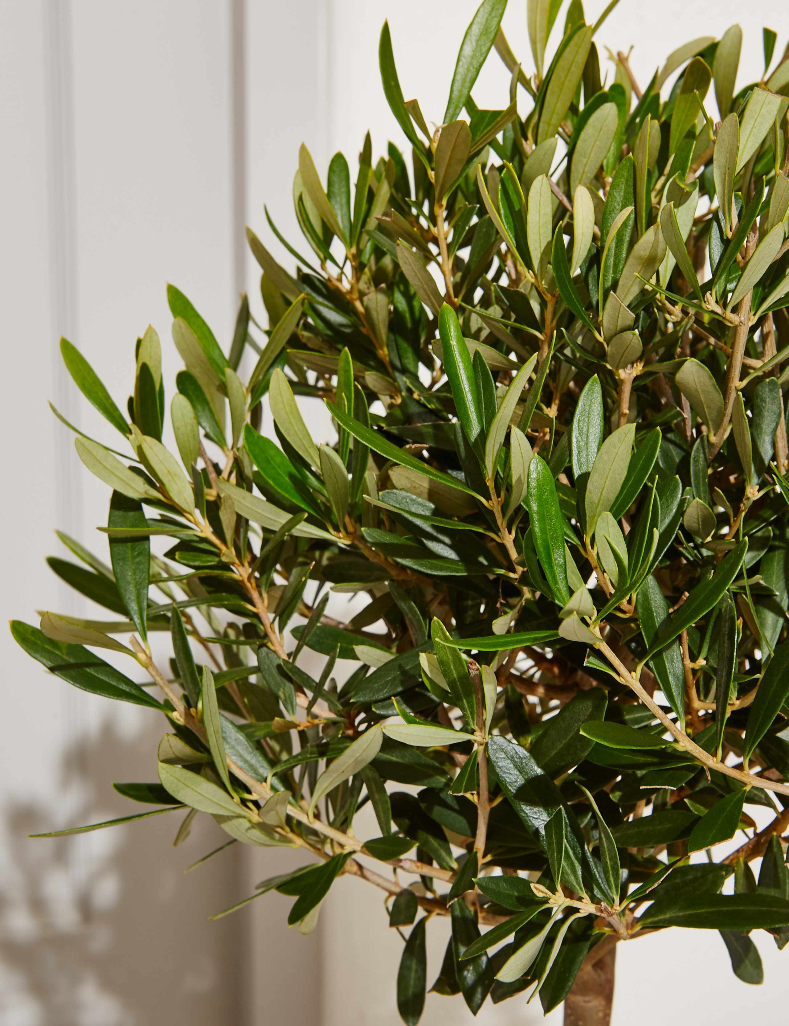Garden Olive Tree – New Lower Price 4 of 5