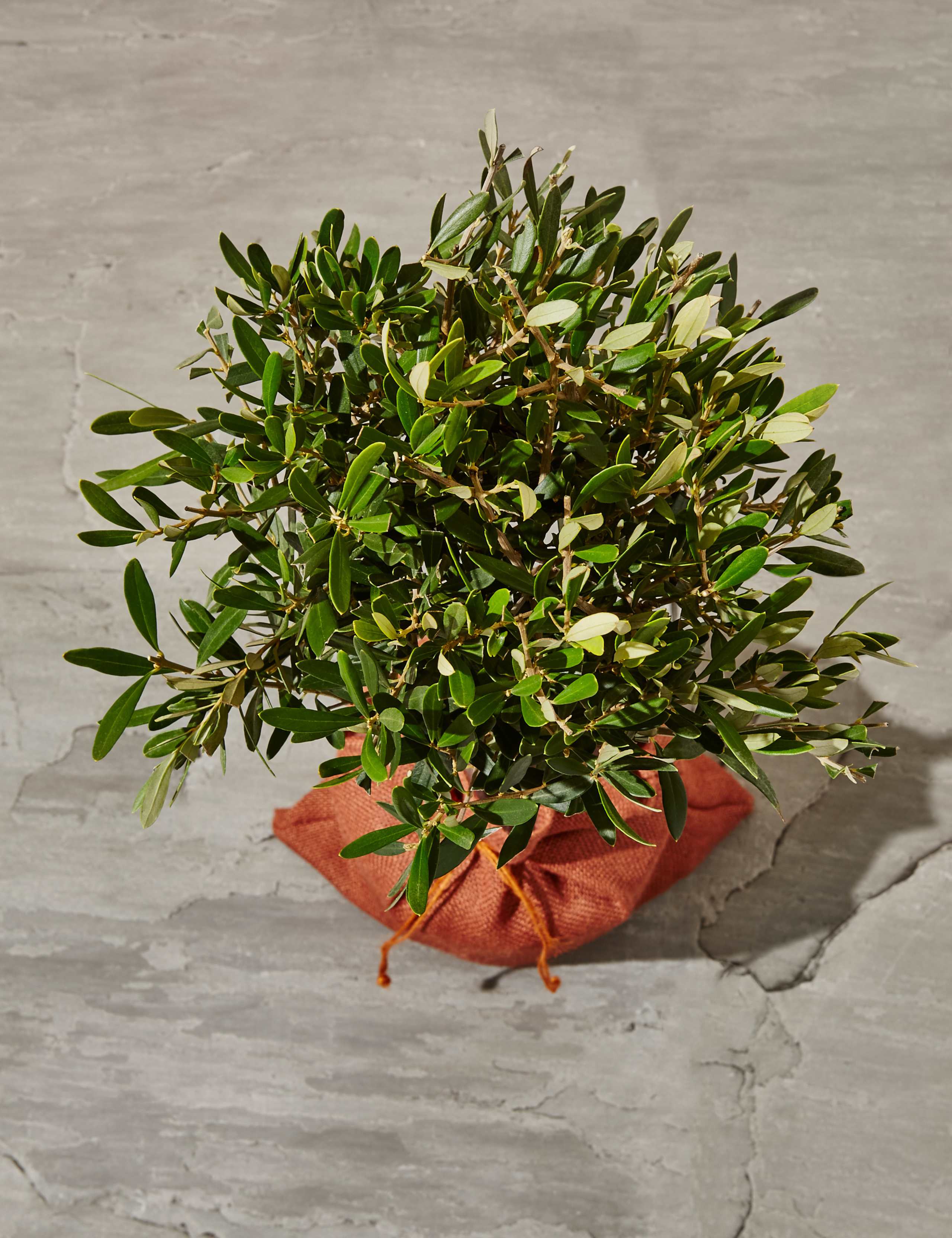 Garden Olive Tree – New Lower Price 5 of 5