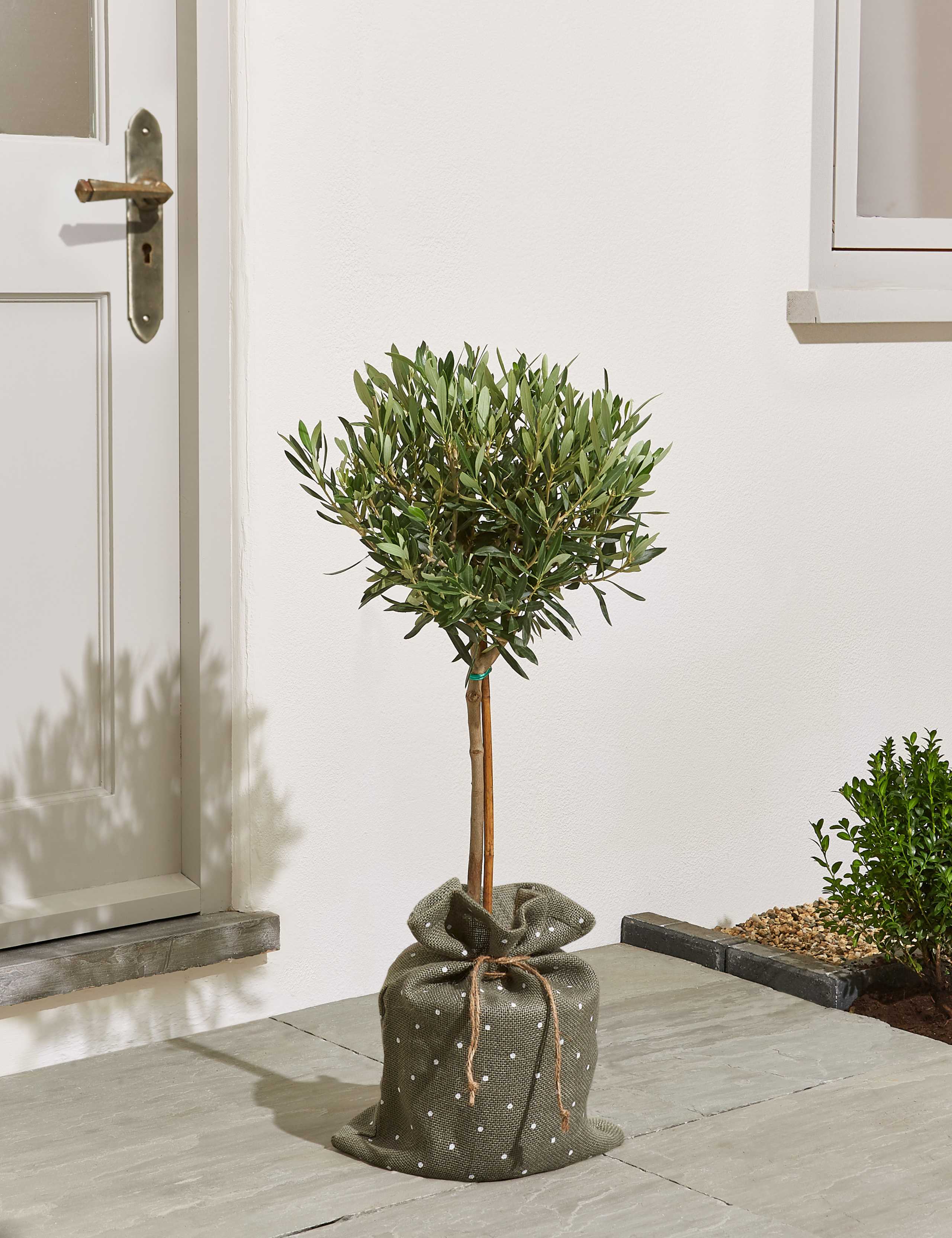 Garden Olive Tree – New Lower Price 2 of 5