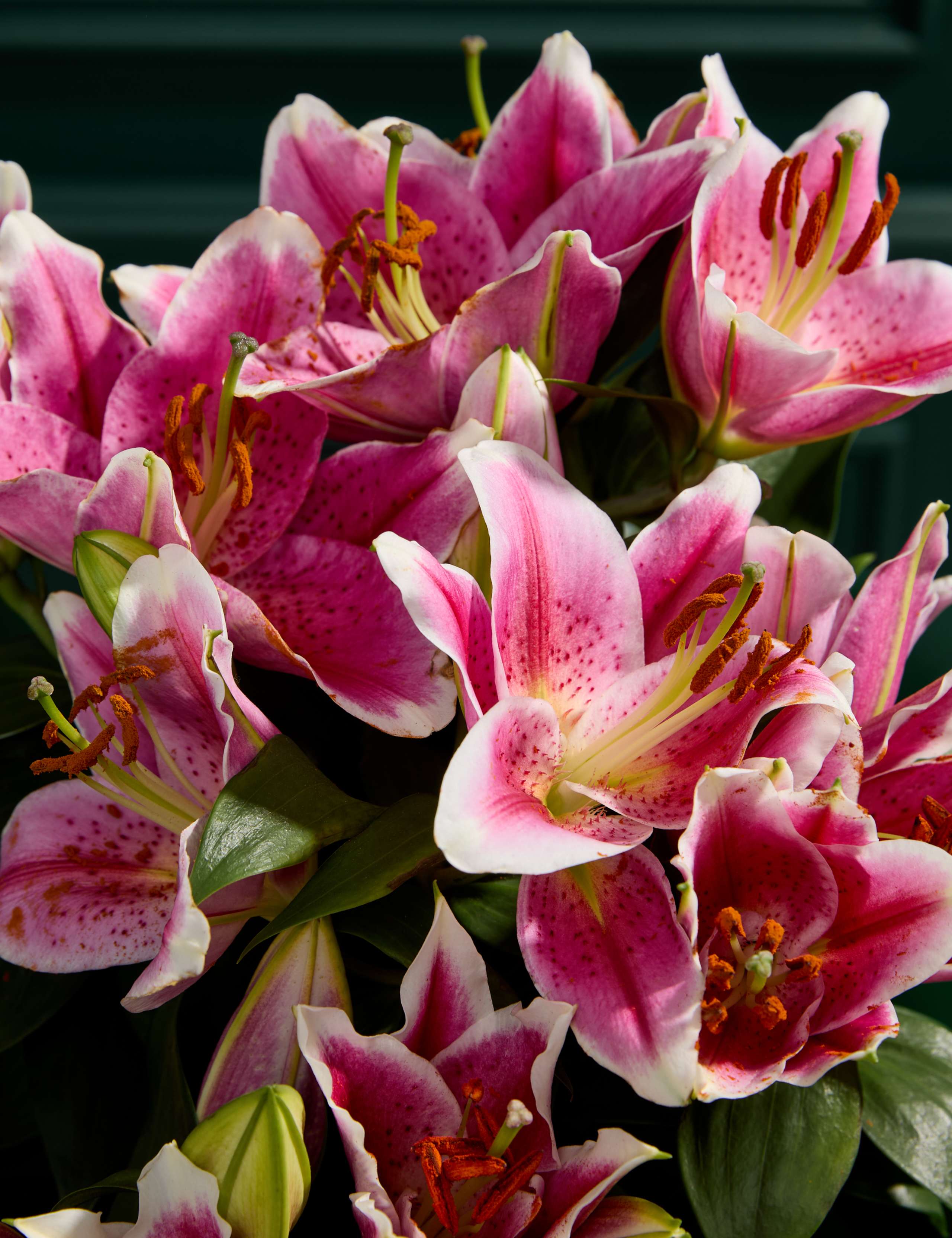 Pink Oriental Lily 2 of 4