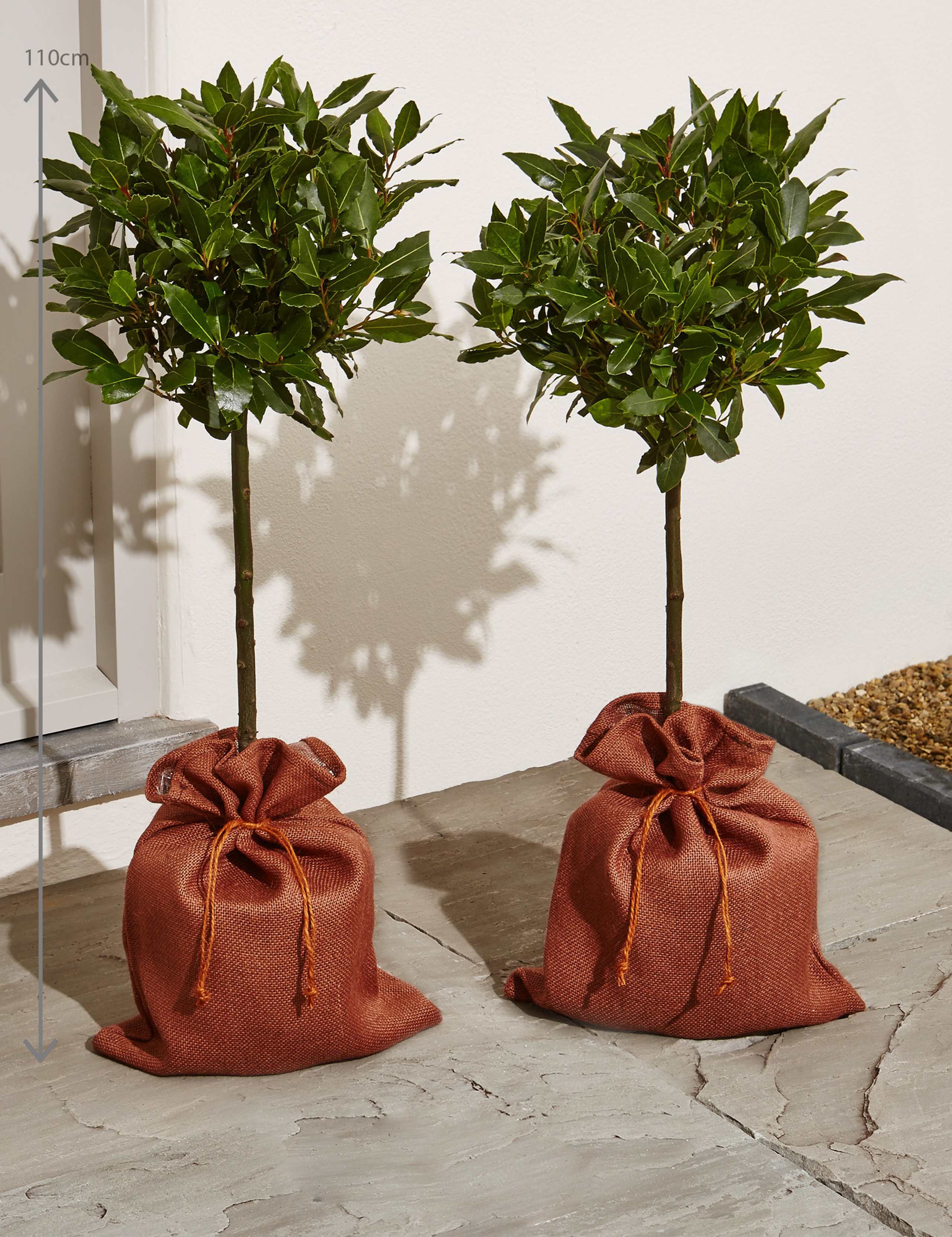 Pair of Garden Bay Trees 1 of 5
