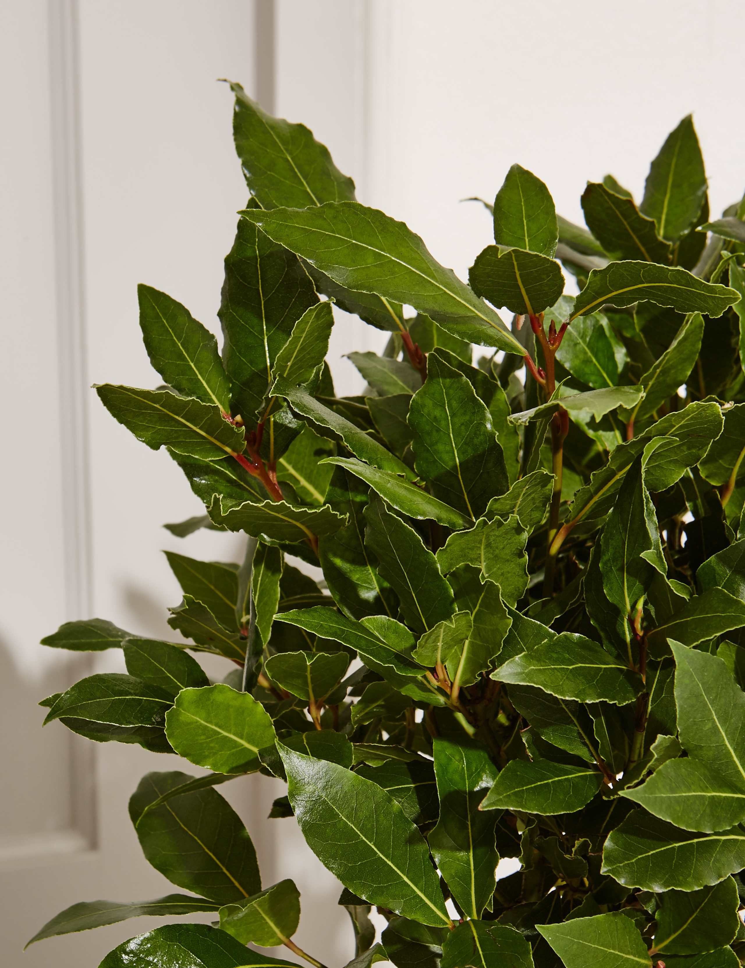 Pair of Garden Bay Trees 4 of 5