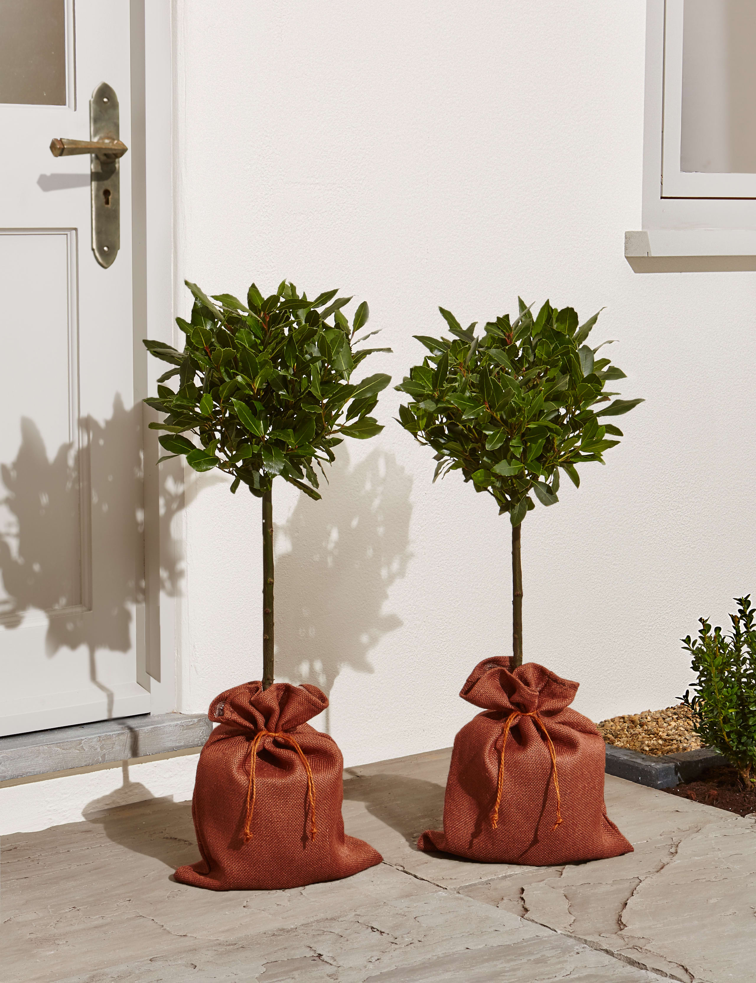 Pair of Garden Bay Trees 2 of 5