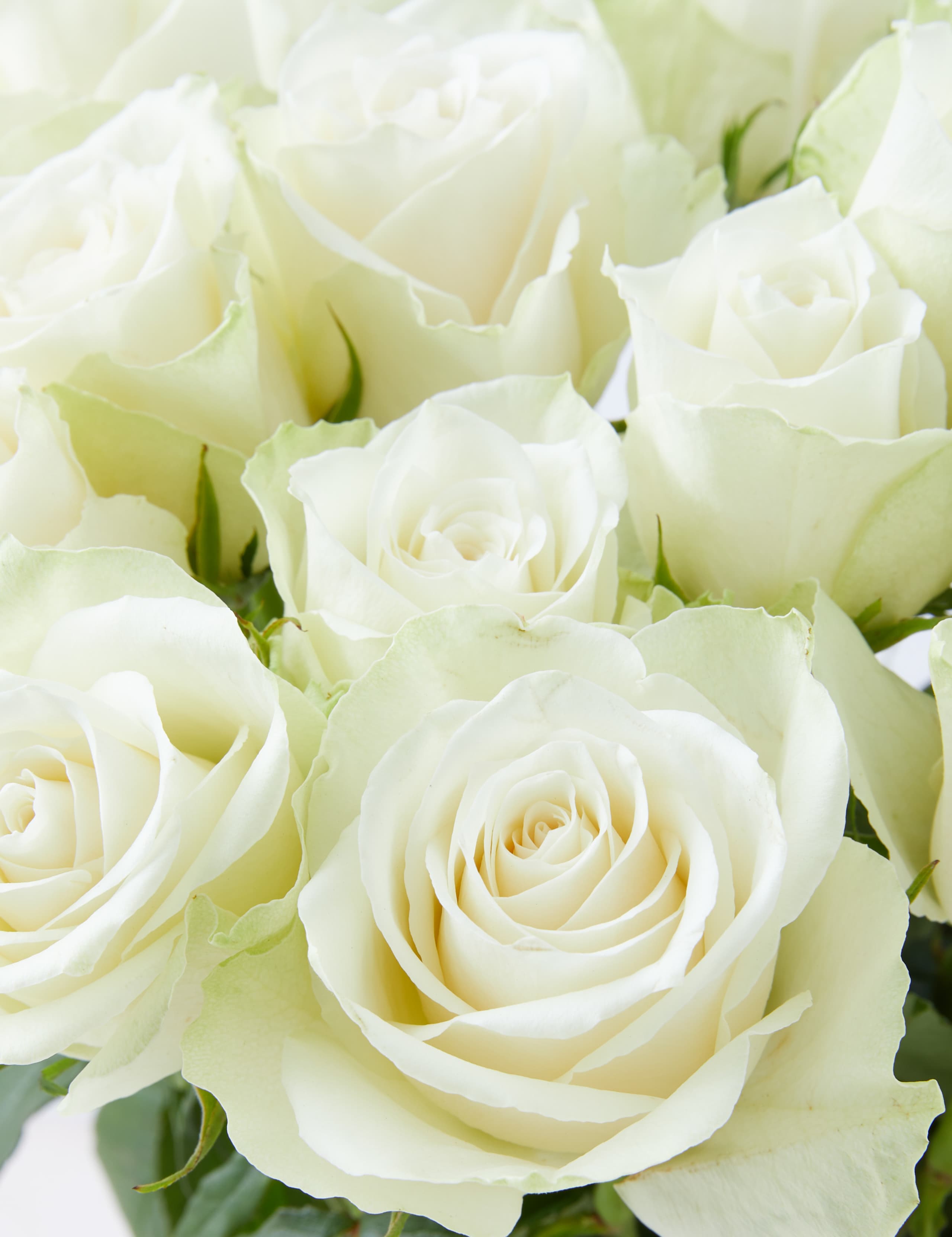 White Rose Bouquet 4 of 4