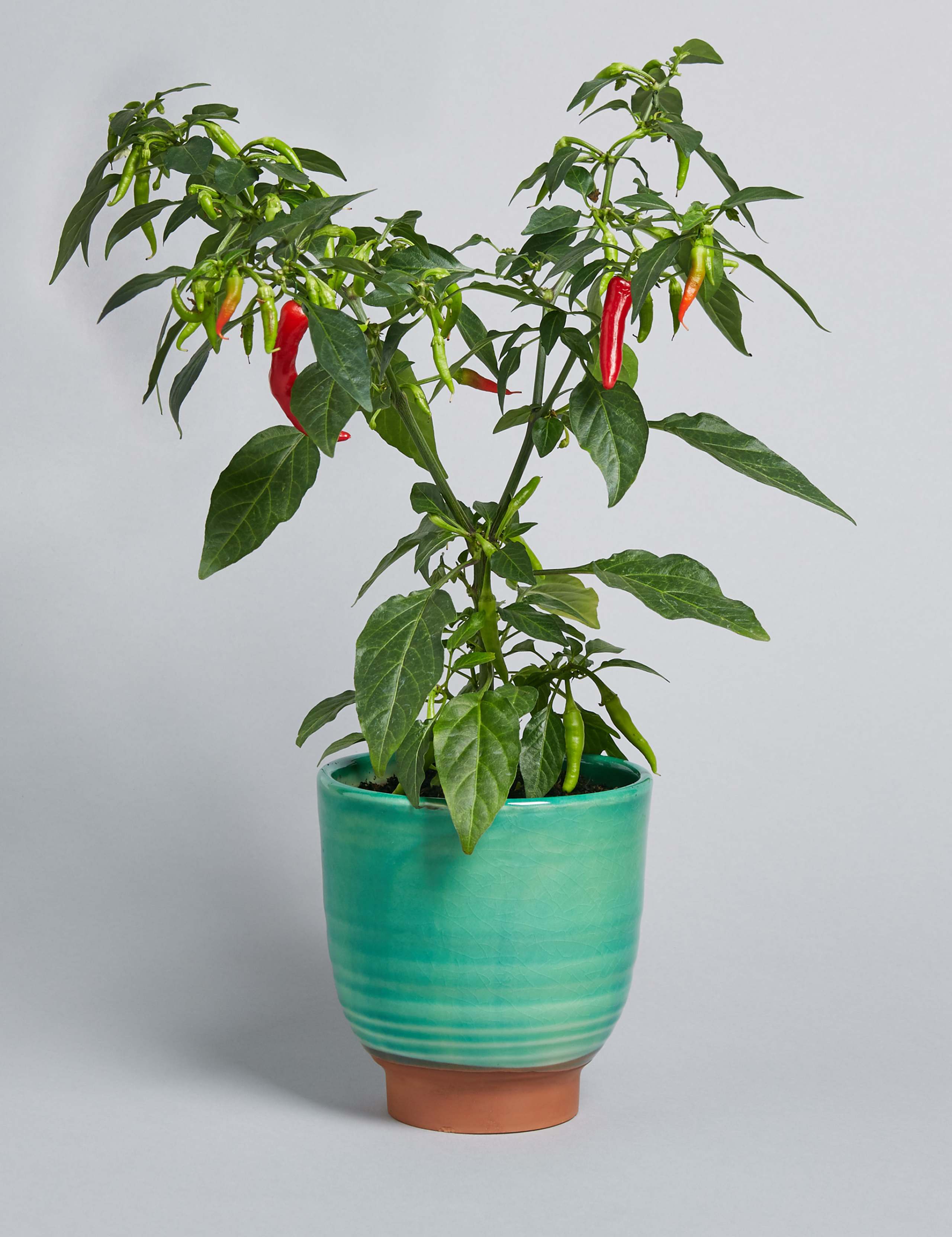 Chilli Ceramic 1 of 5