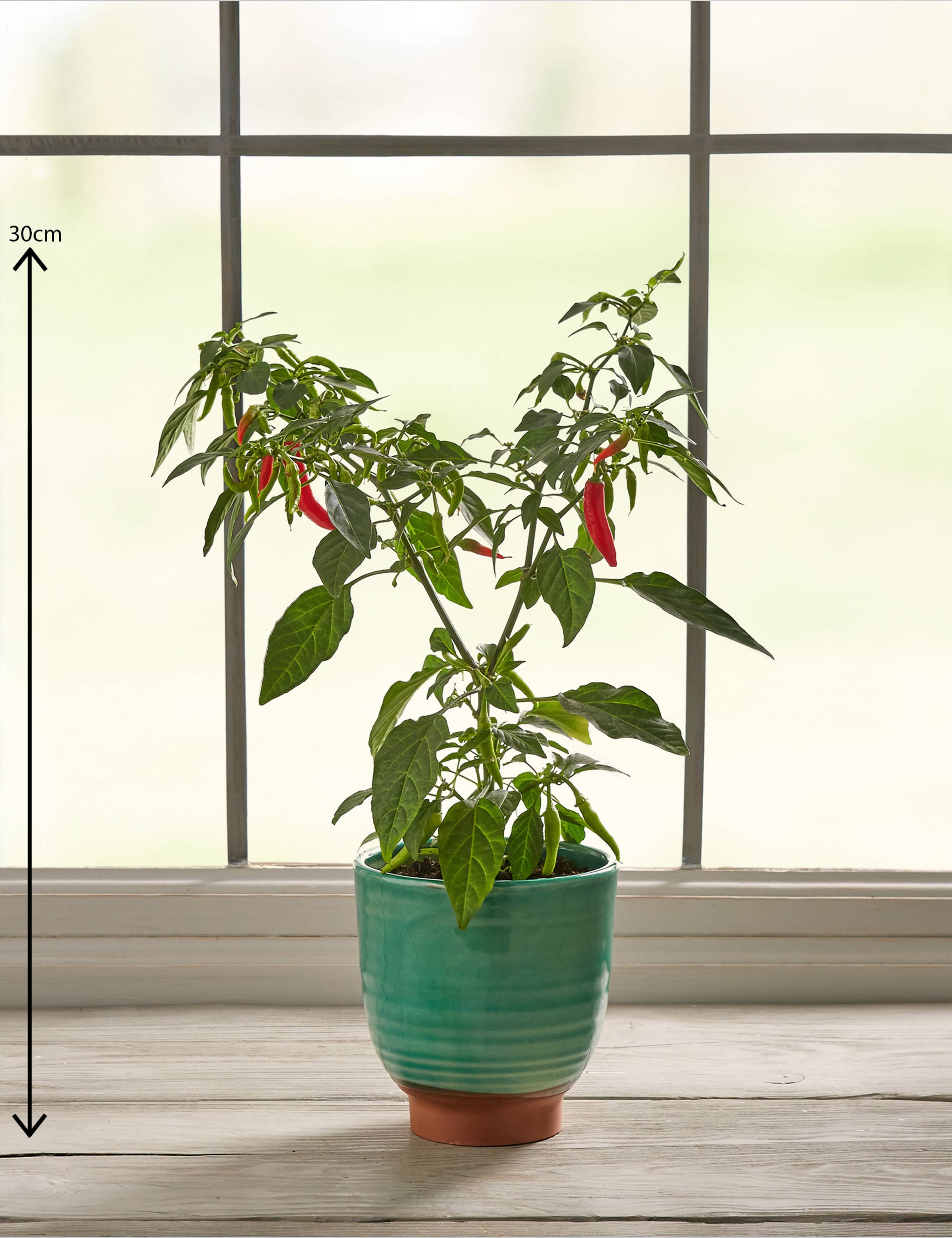 Chilli Ceramic 3 of 5