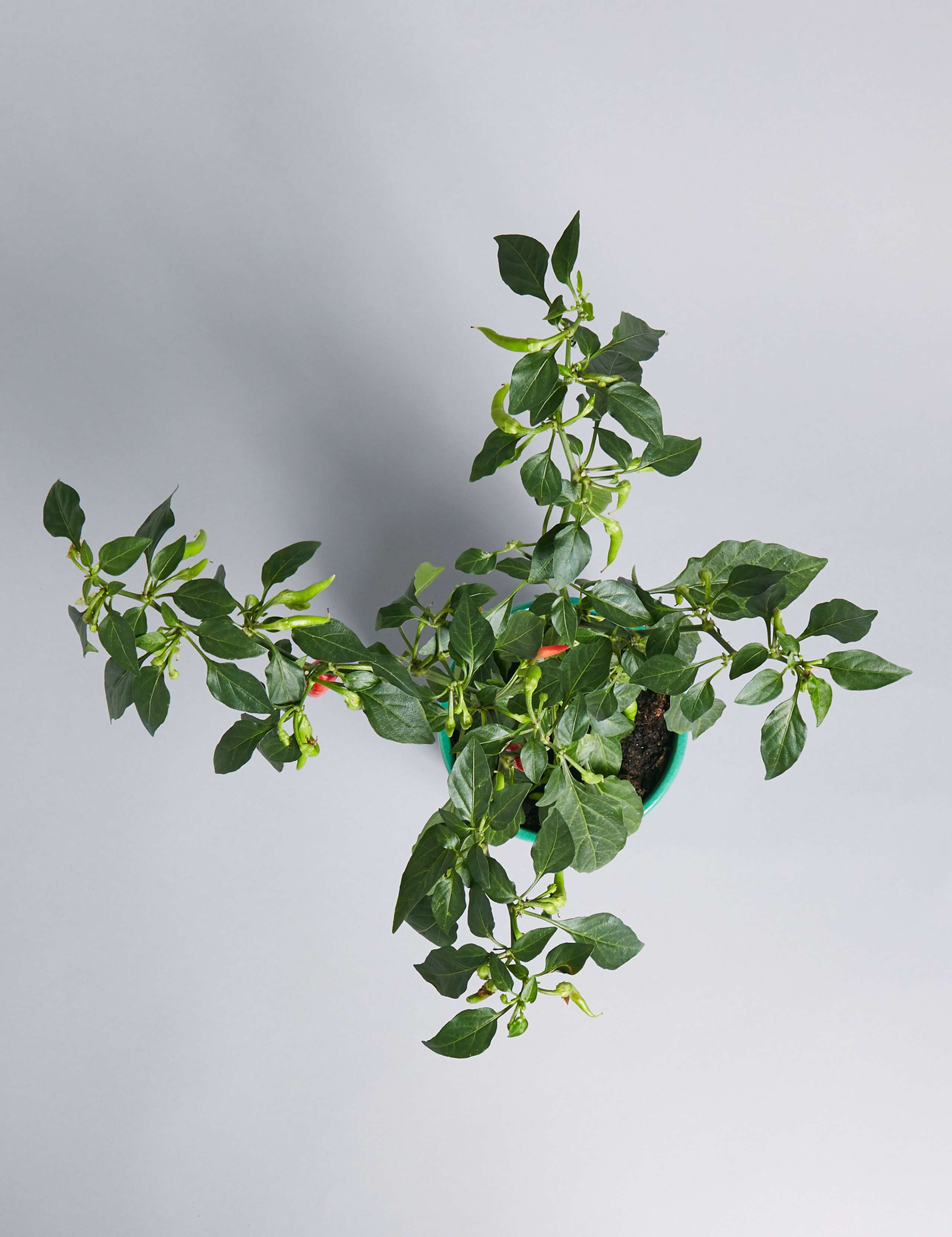 Chilli Ceramic 4 of 5