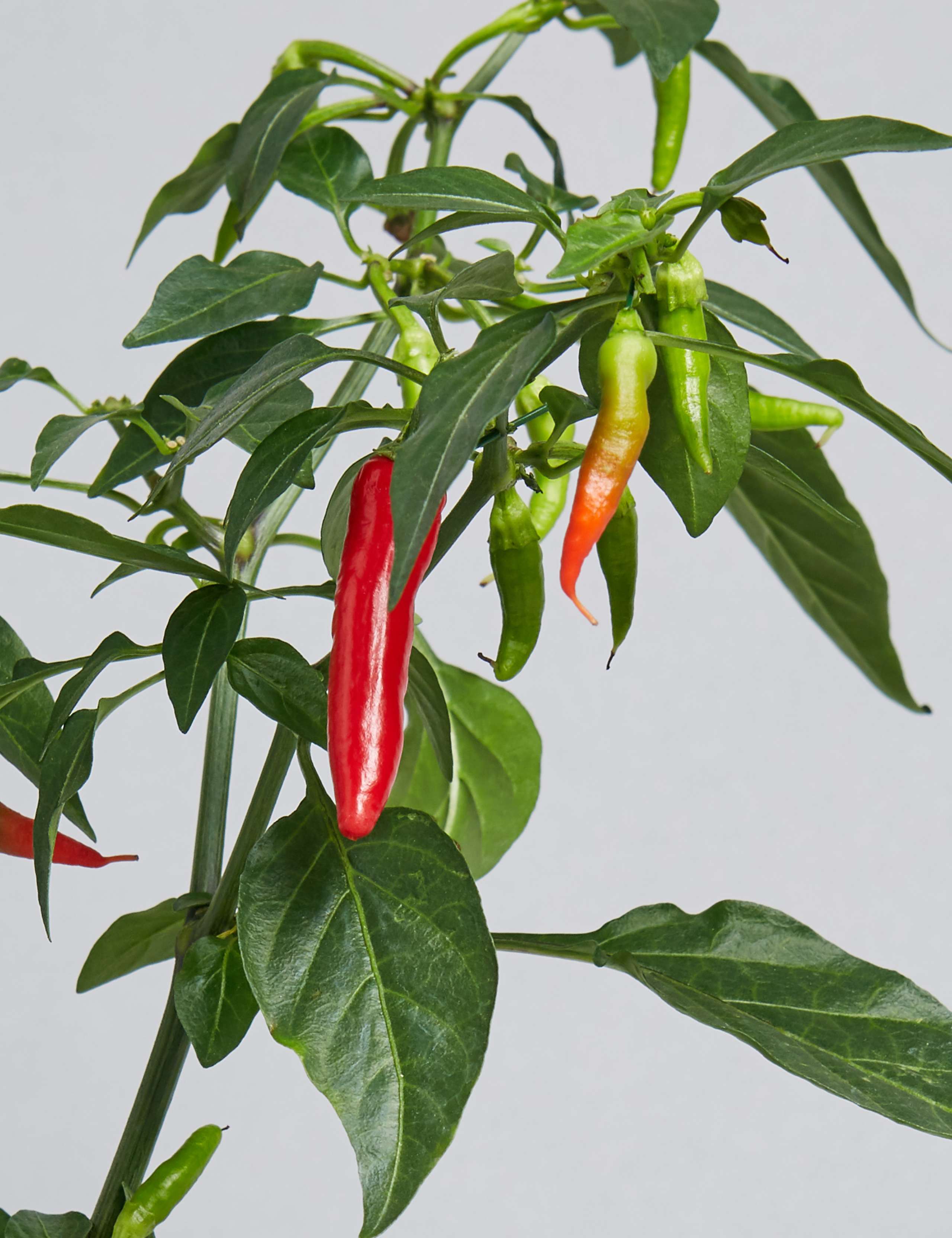 Chilli Ceramic 5 of 5