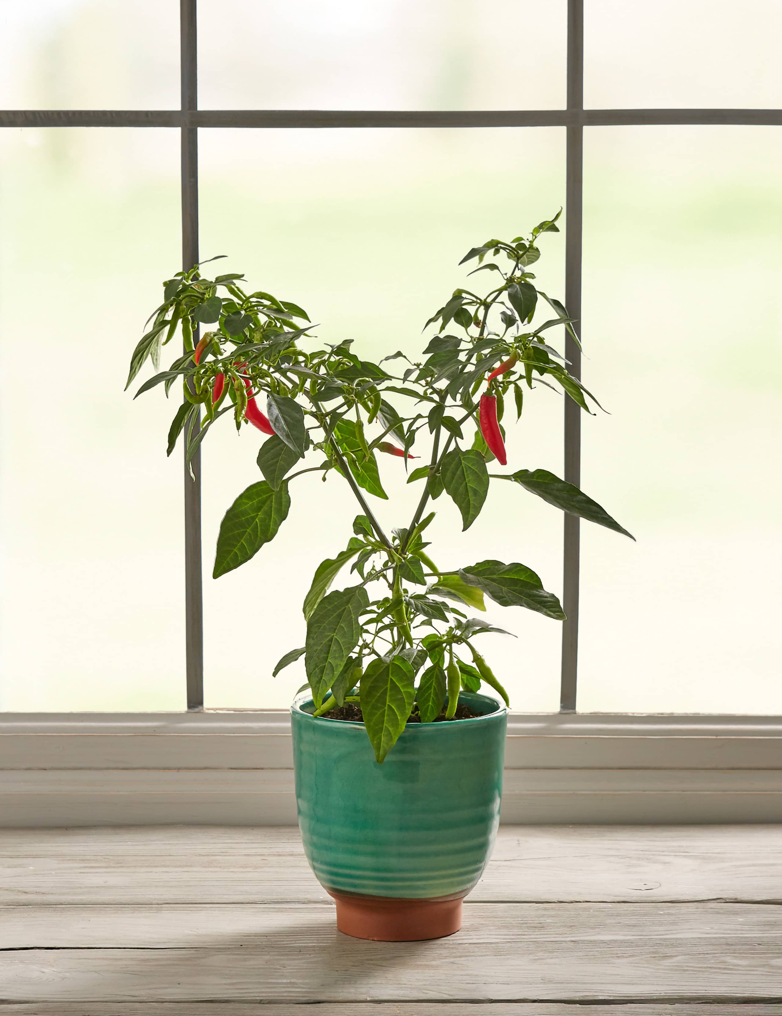 Chilli Ceramic 2 of 5