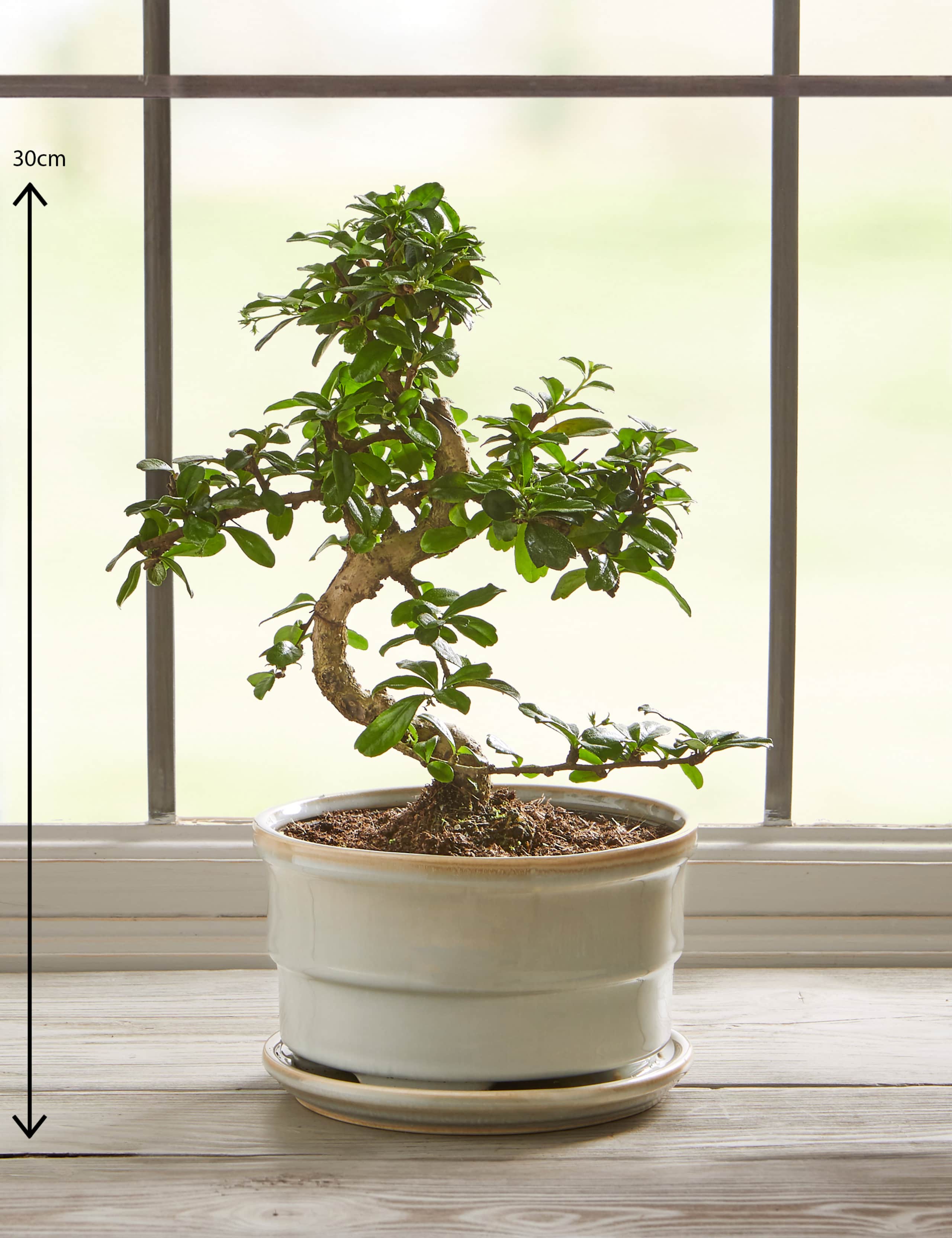 Bonsai Tree 3 of 5