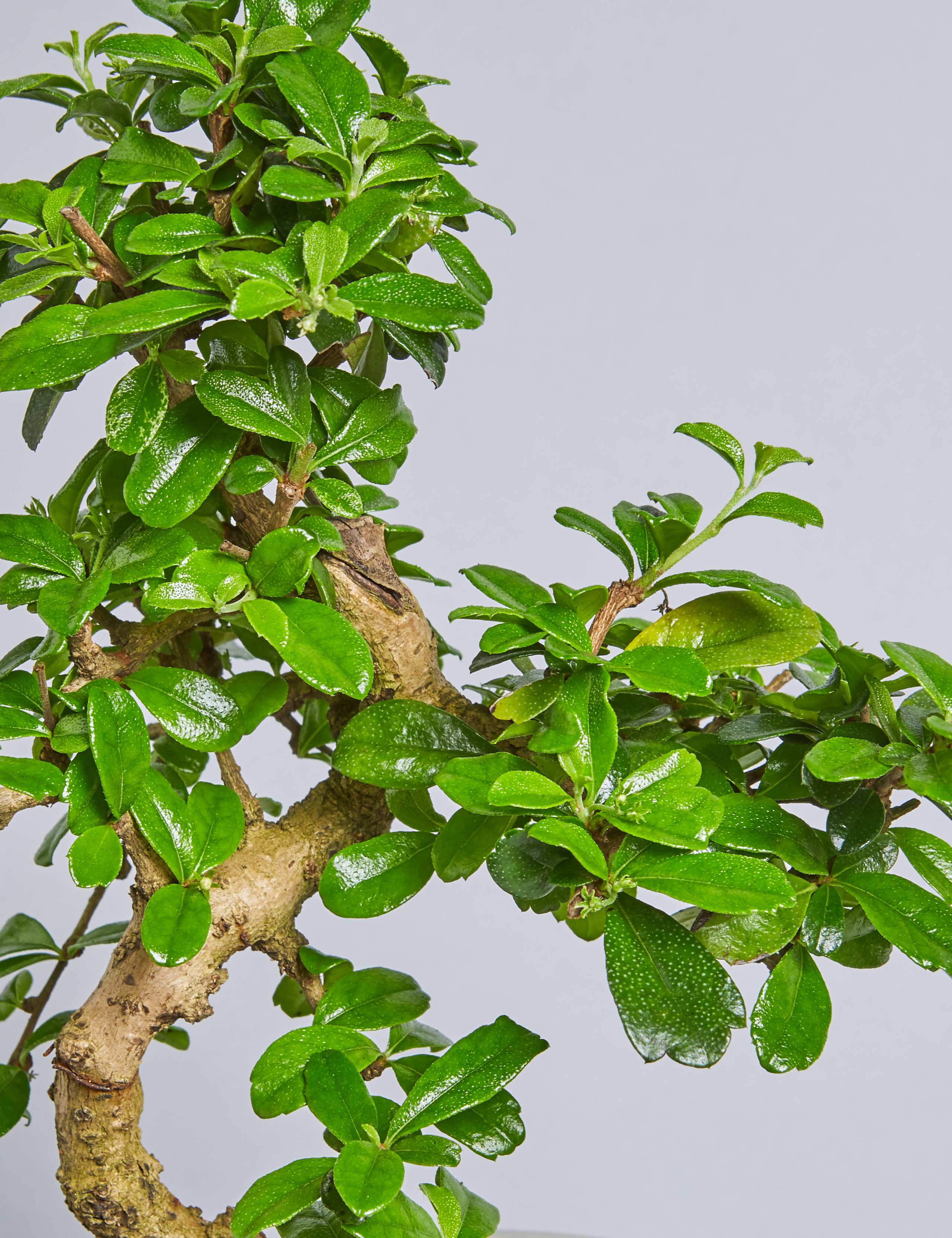 Bonsai Tree 5 of 5