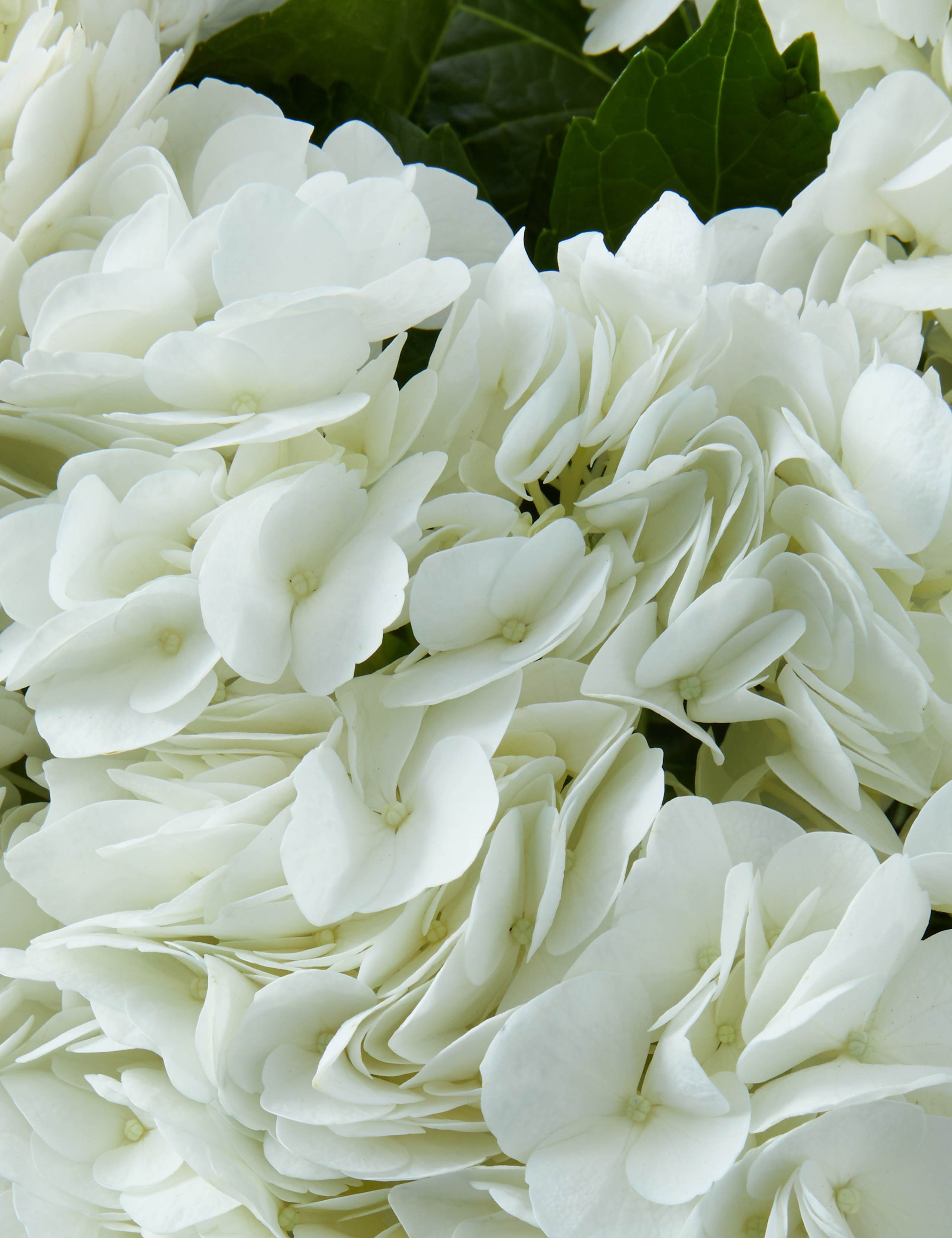Large Hydrangea Jug 4 of 5