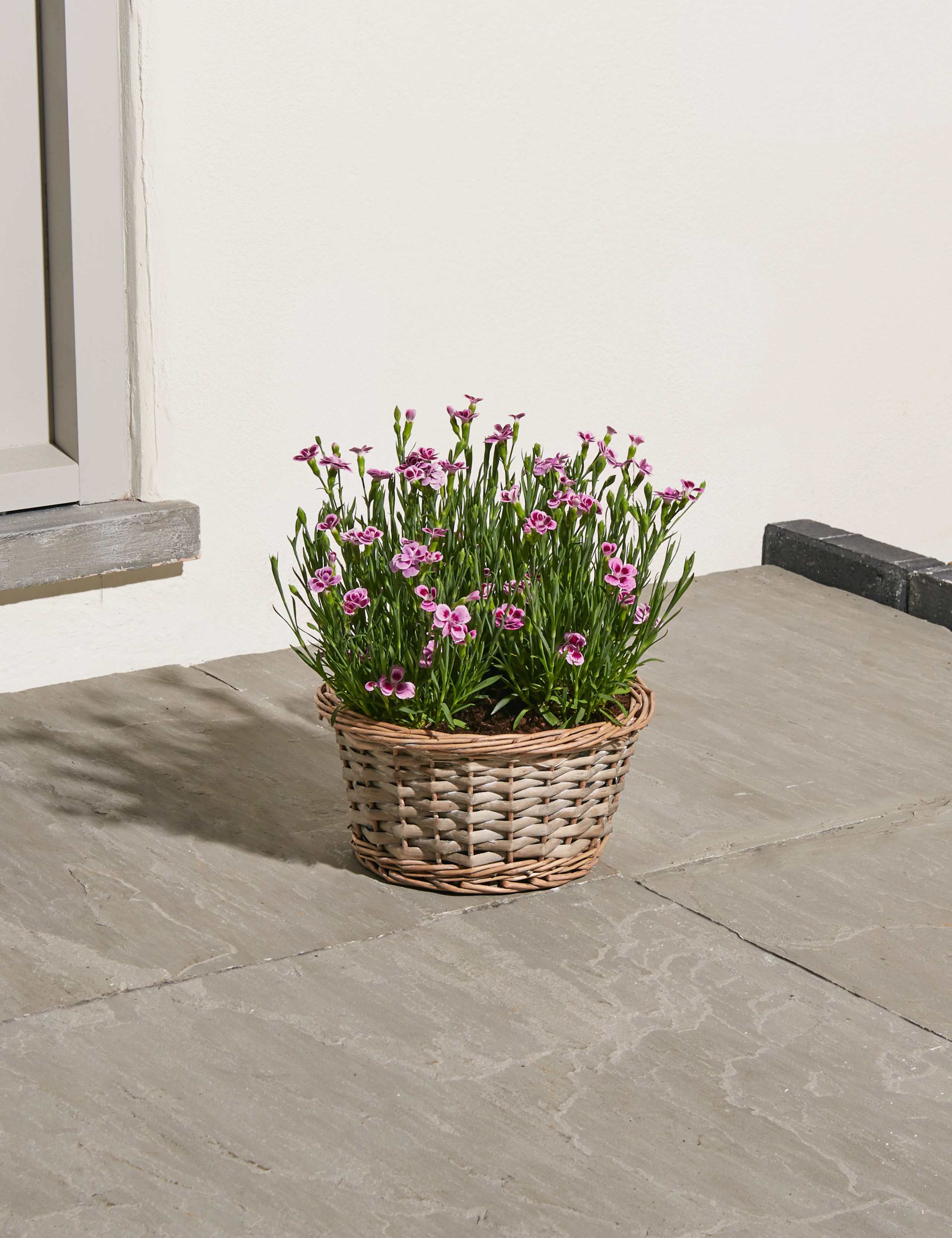 Scented Pink Dianthus Basket 1 of 5