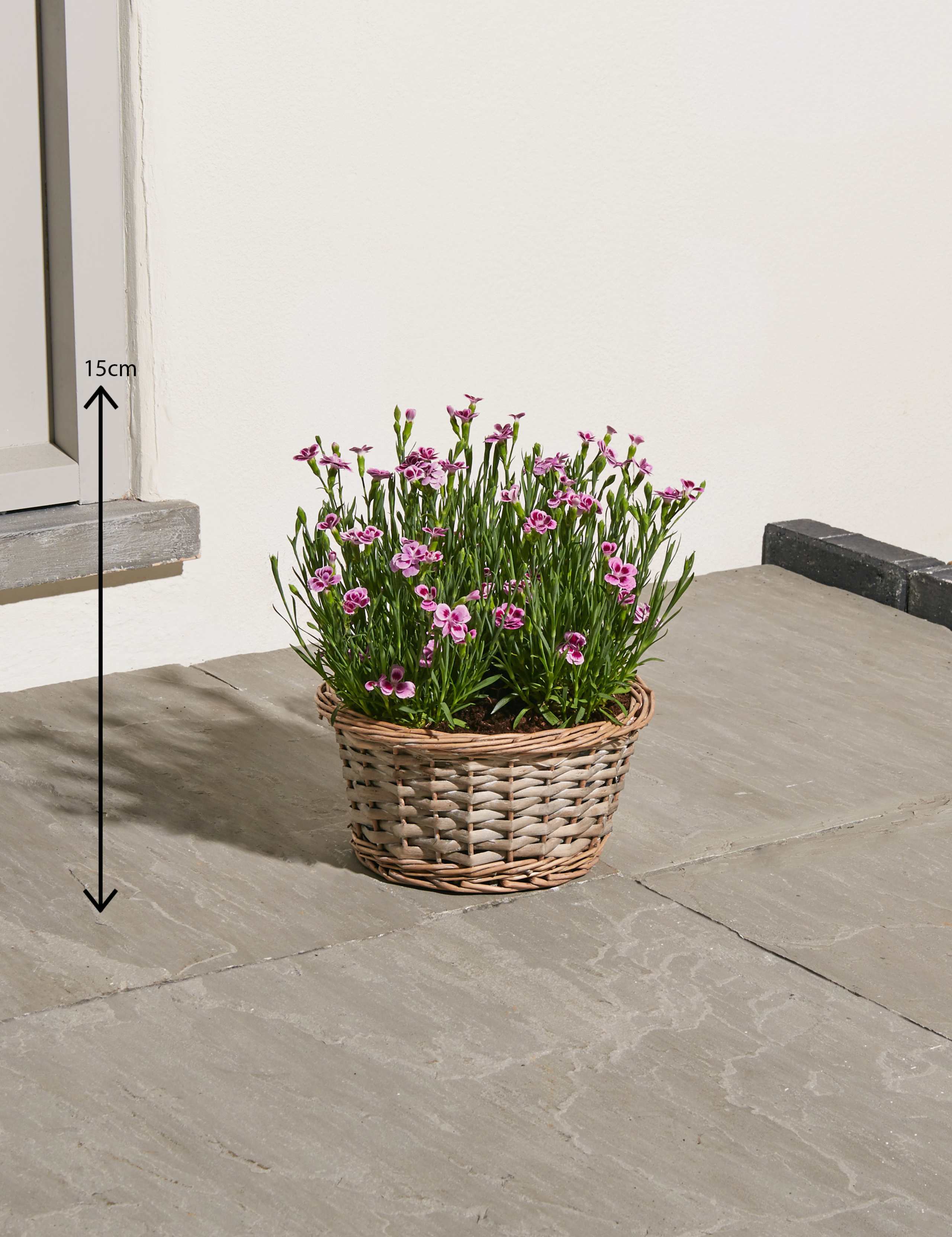 Scented Pink Dianthus Basket 3 of 5