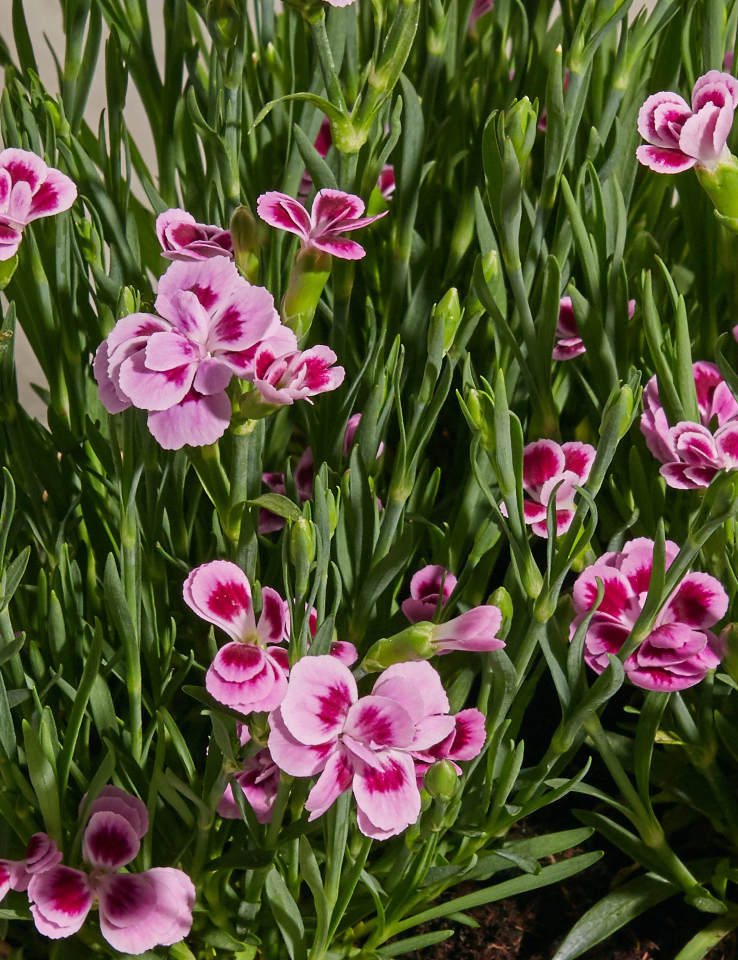Scented Pink Dianthus Basket 5 of 5