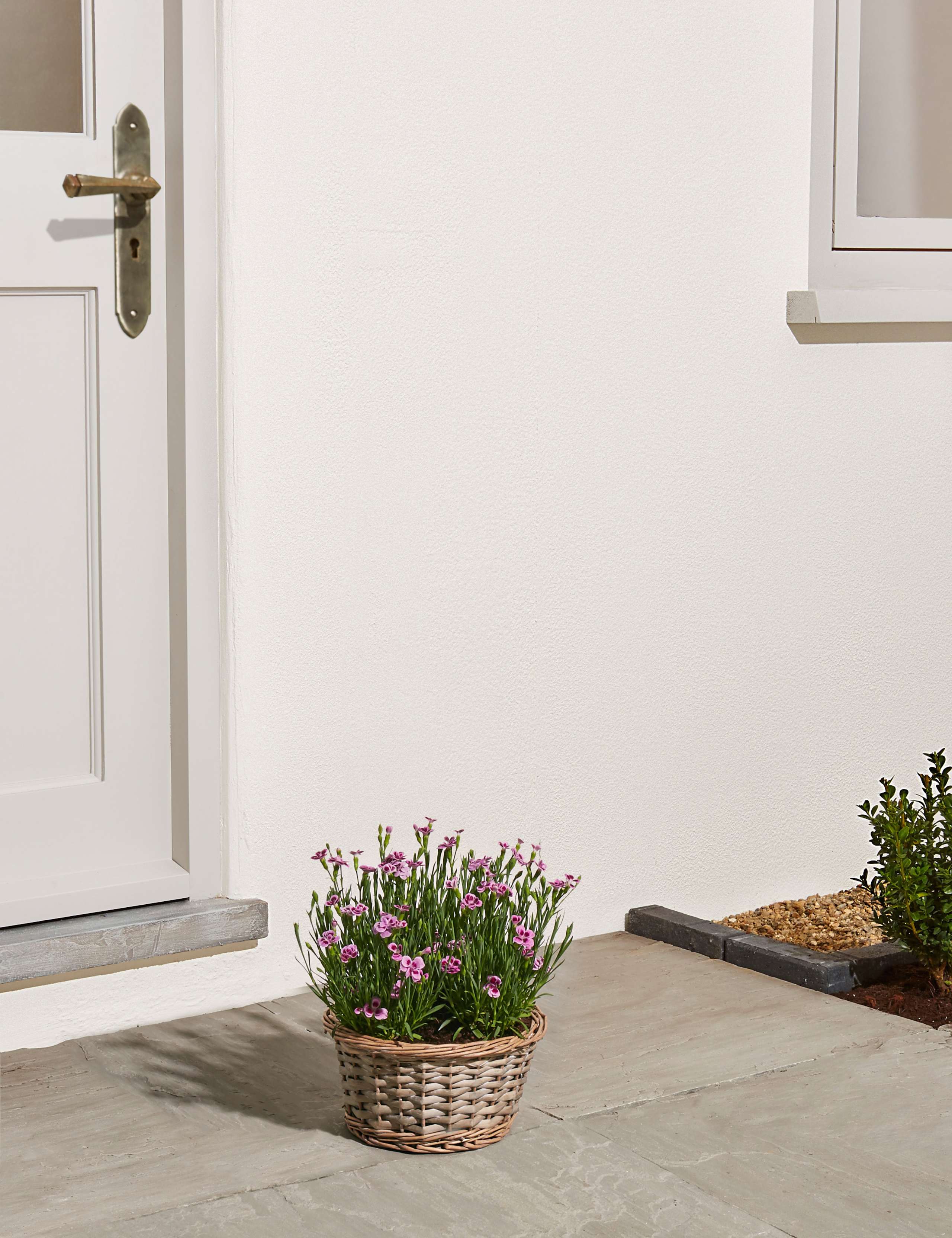 Scented Pink Dianthus Basket 2 of 5