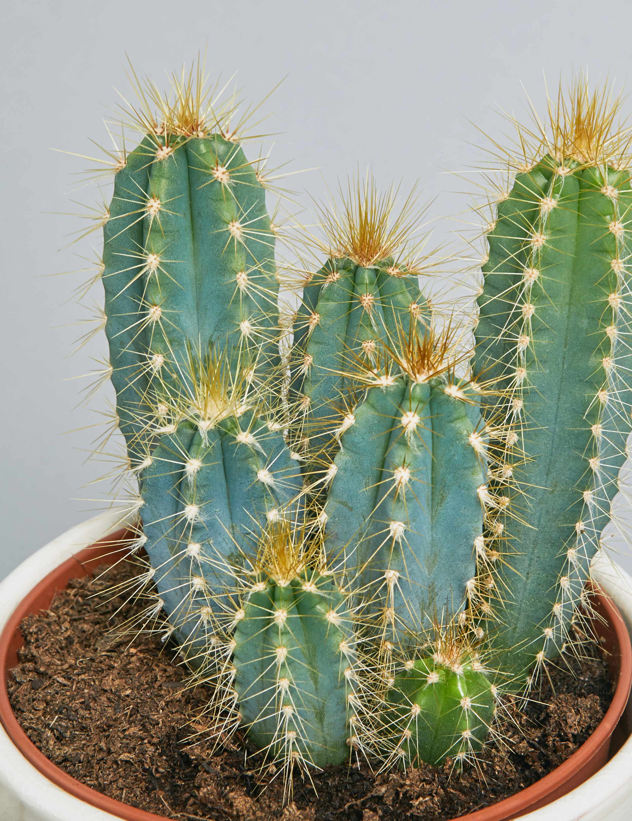 Cacti Ceramic Duo 5 of 5