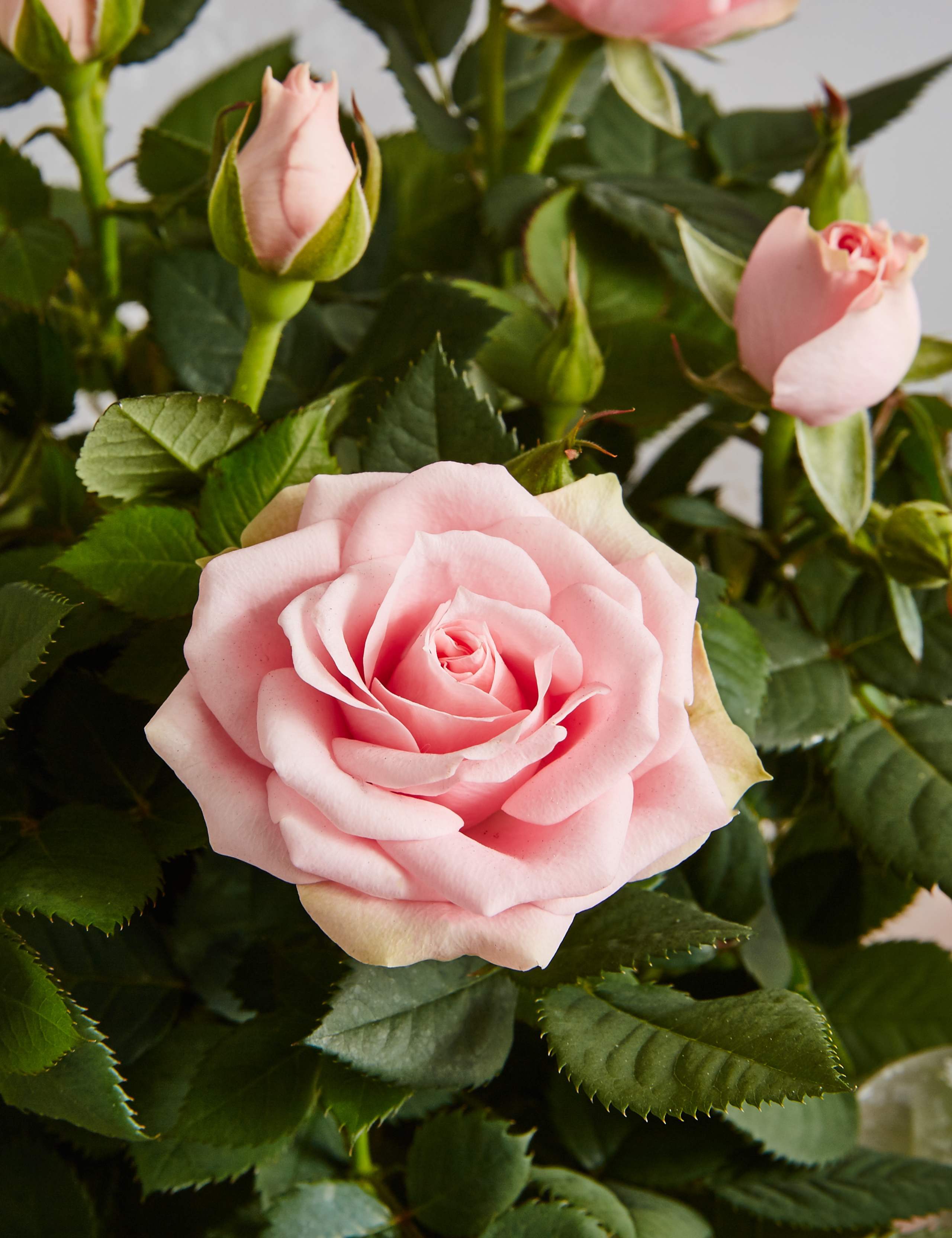 Champagne, Rose Plant & Swiss Chocolate Hamper (Available until 2nd May) 5 of 6