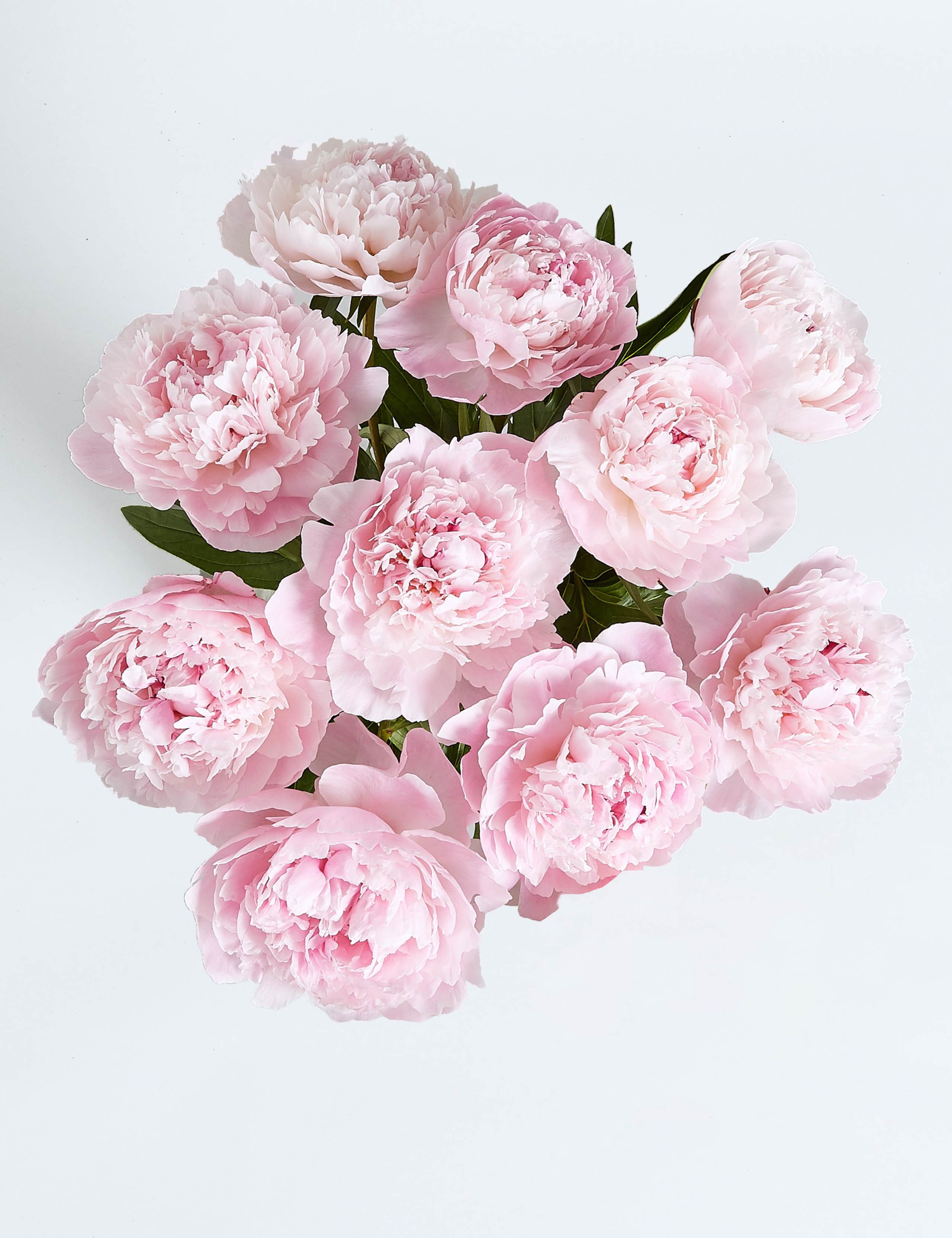 Collection Peonies 2 of 5