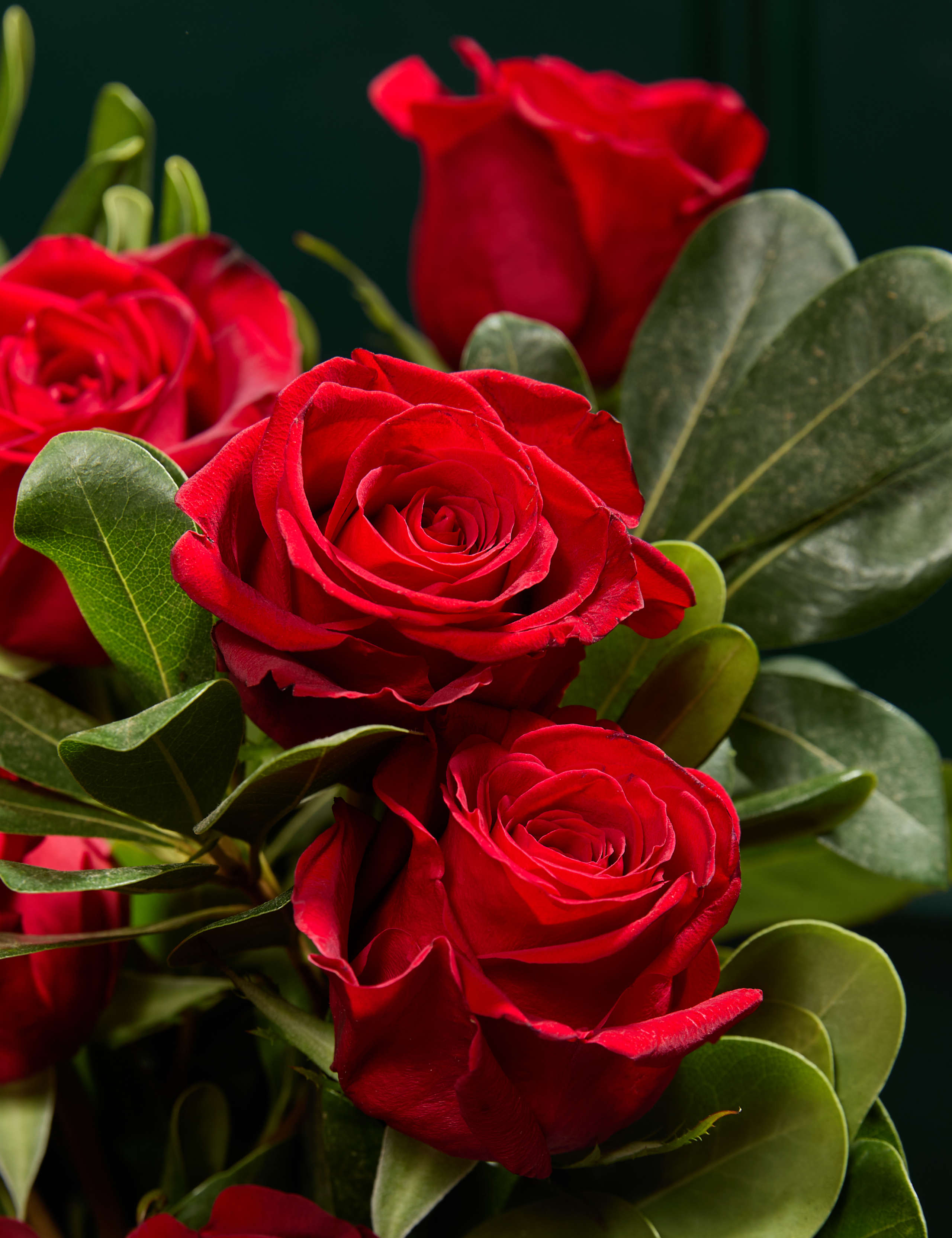 Dozen Rose Bouquet 3 of 5
