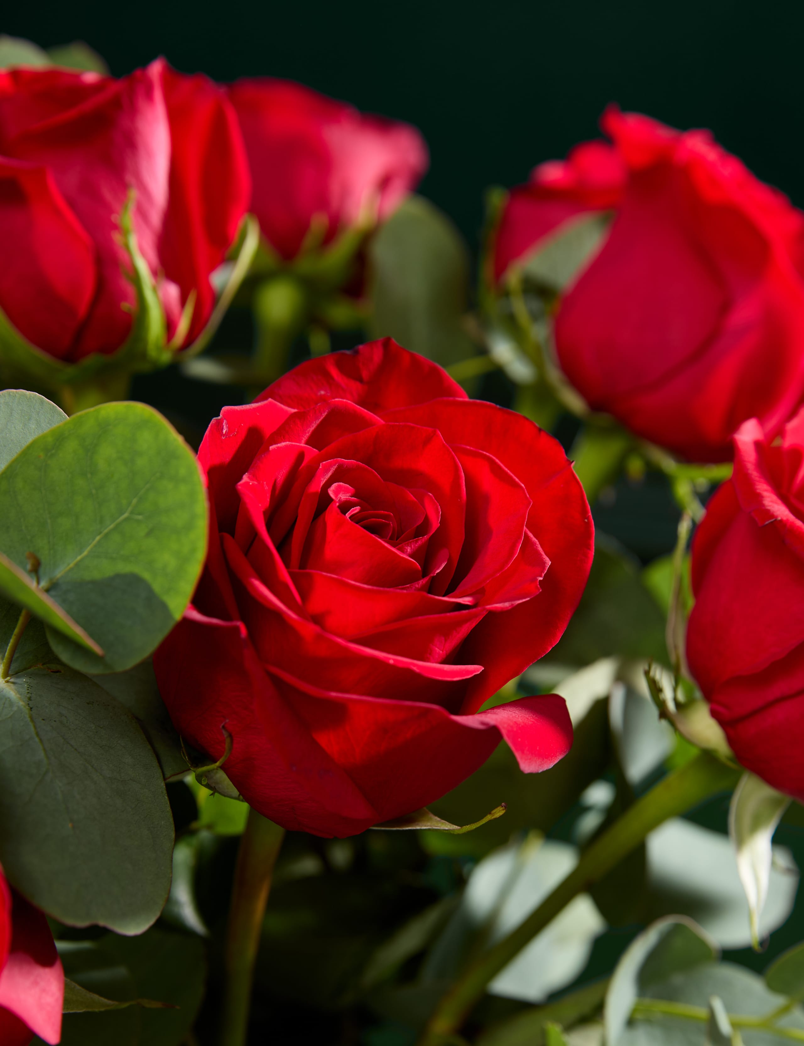 Dozen Red Freedom® Rose Valentines Bouquet 3 of 7