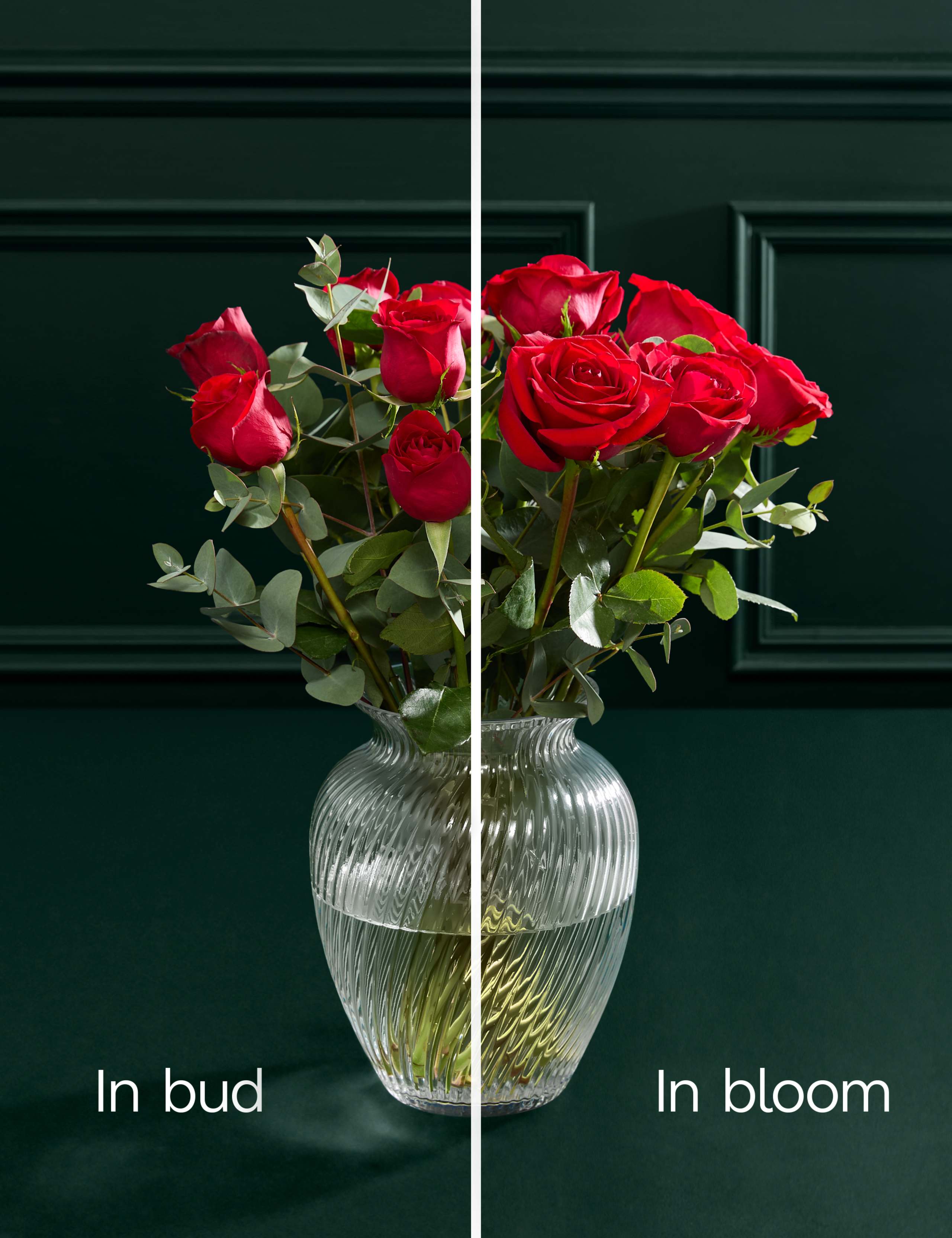 Dozen Red Freedom® Rose Valentines Bouquet 5 of 7