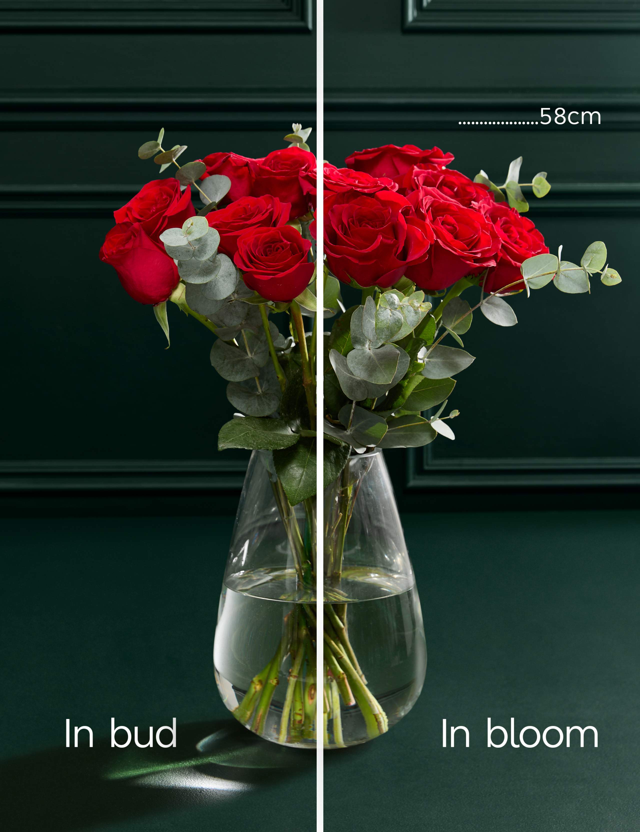 Valentine's Dozen Red Freedom® Roses Bouquet 5 of 7