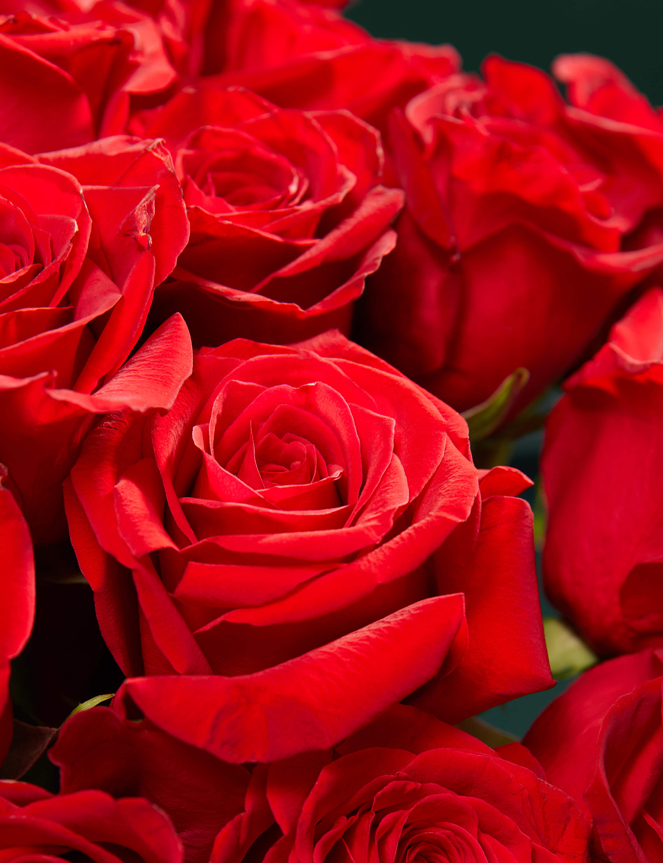 Two Dozen Freedom® Roses Bouquet 3 of 6