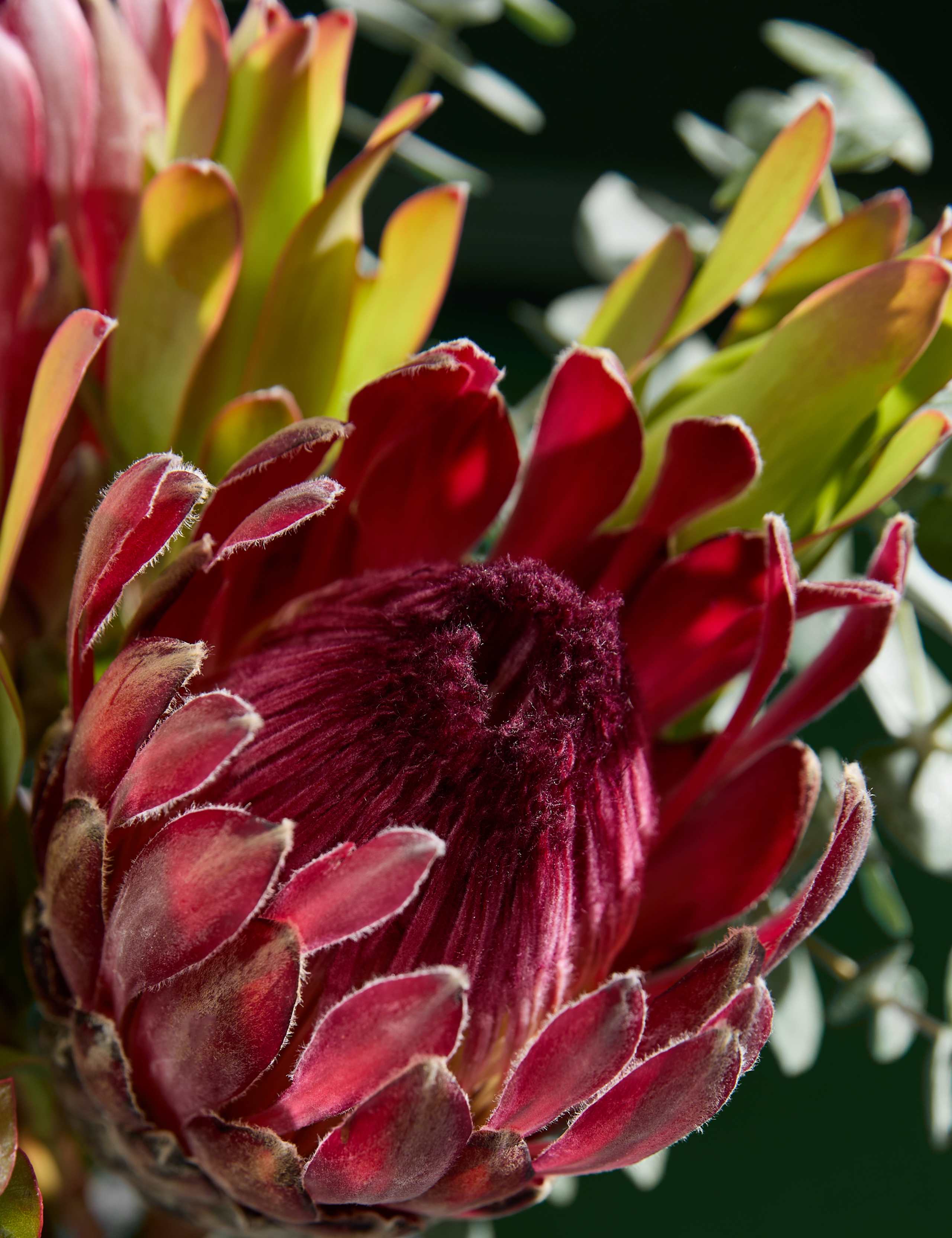 Protea & Eucalyptus Bouquet 3 of 5