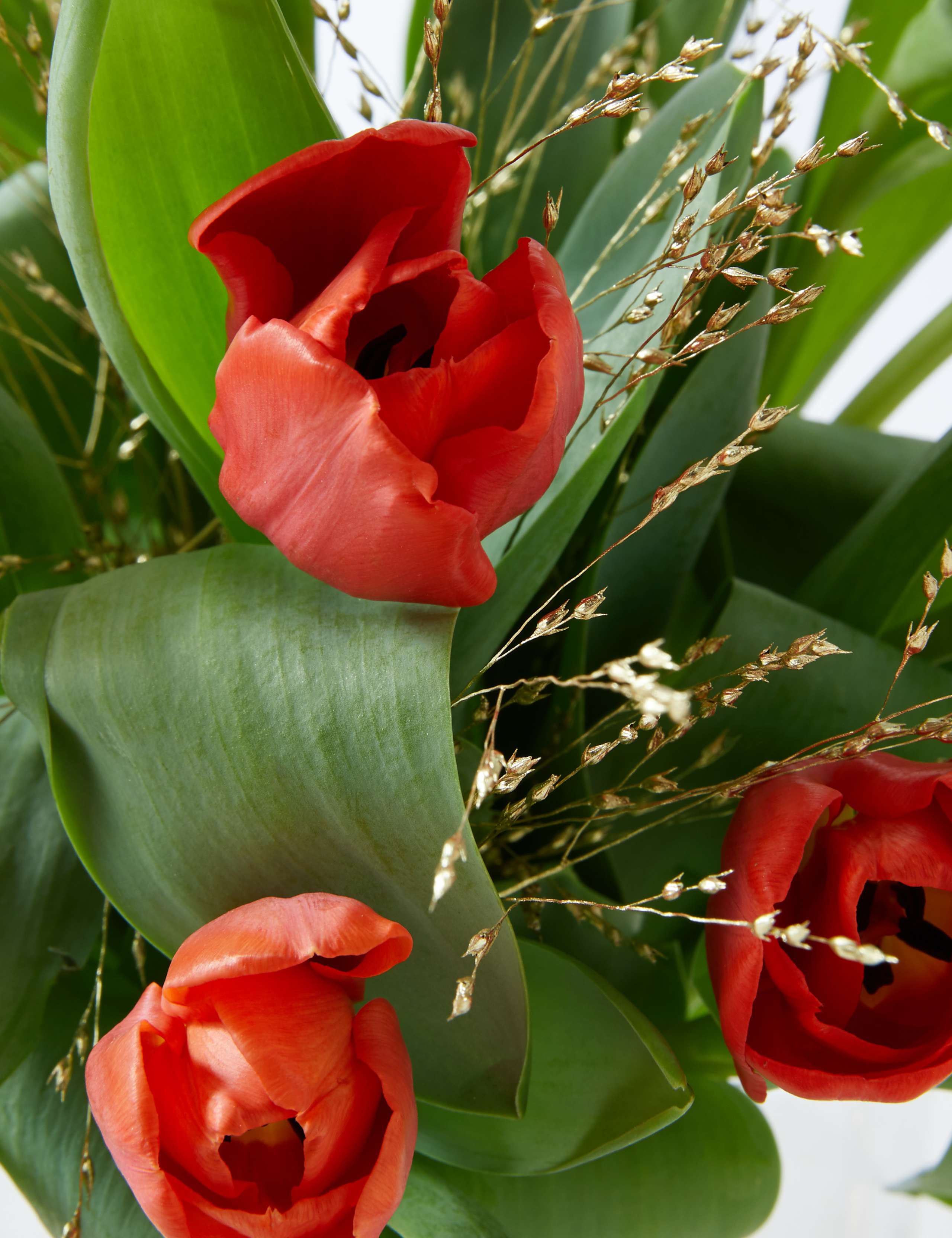 Christmas Tulip Bouquet – 25% Extra free stems 5 of 7
