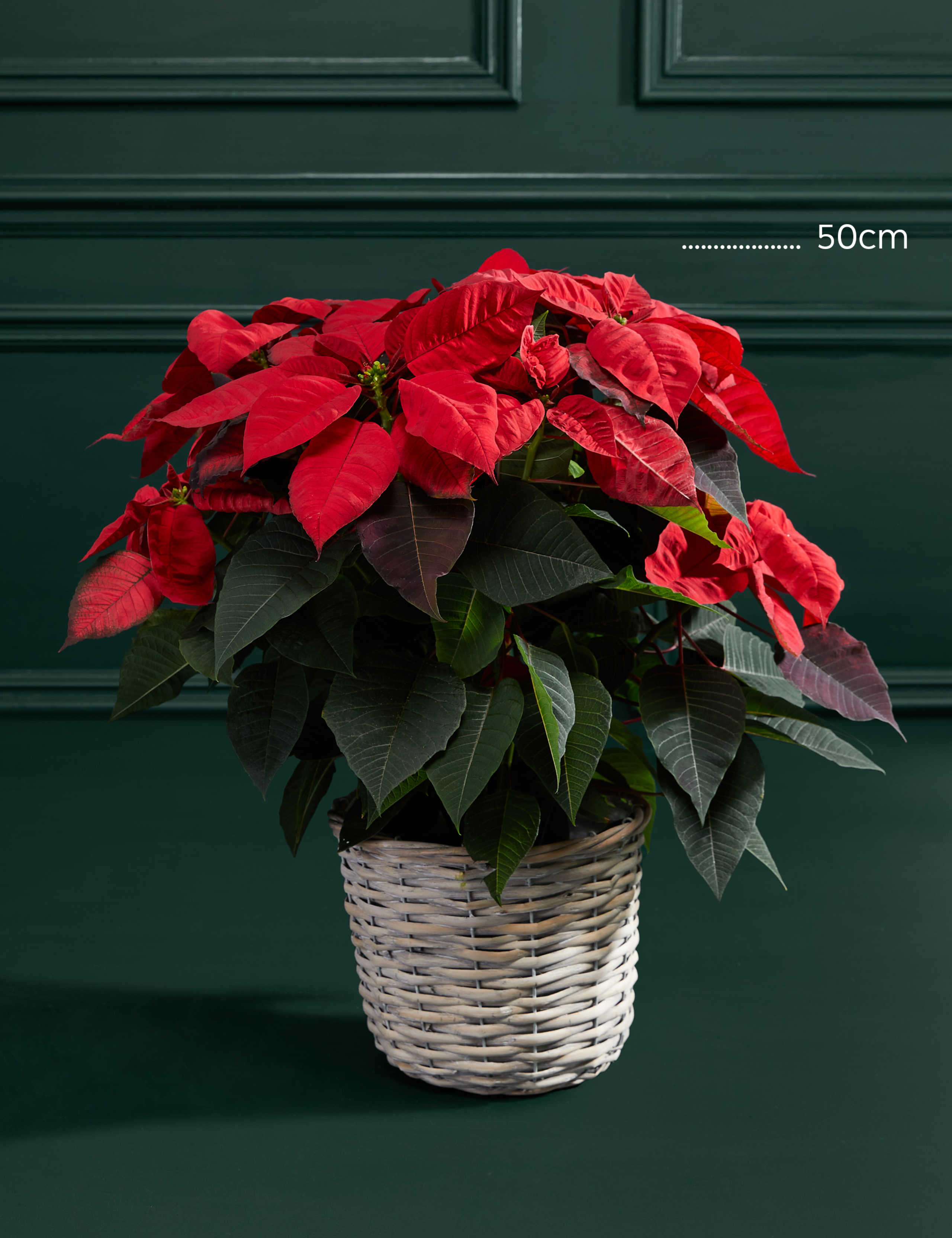 Classic Poinsettia Basket 3 of 3