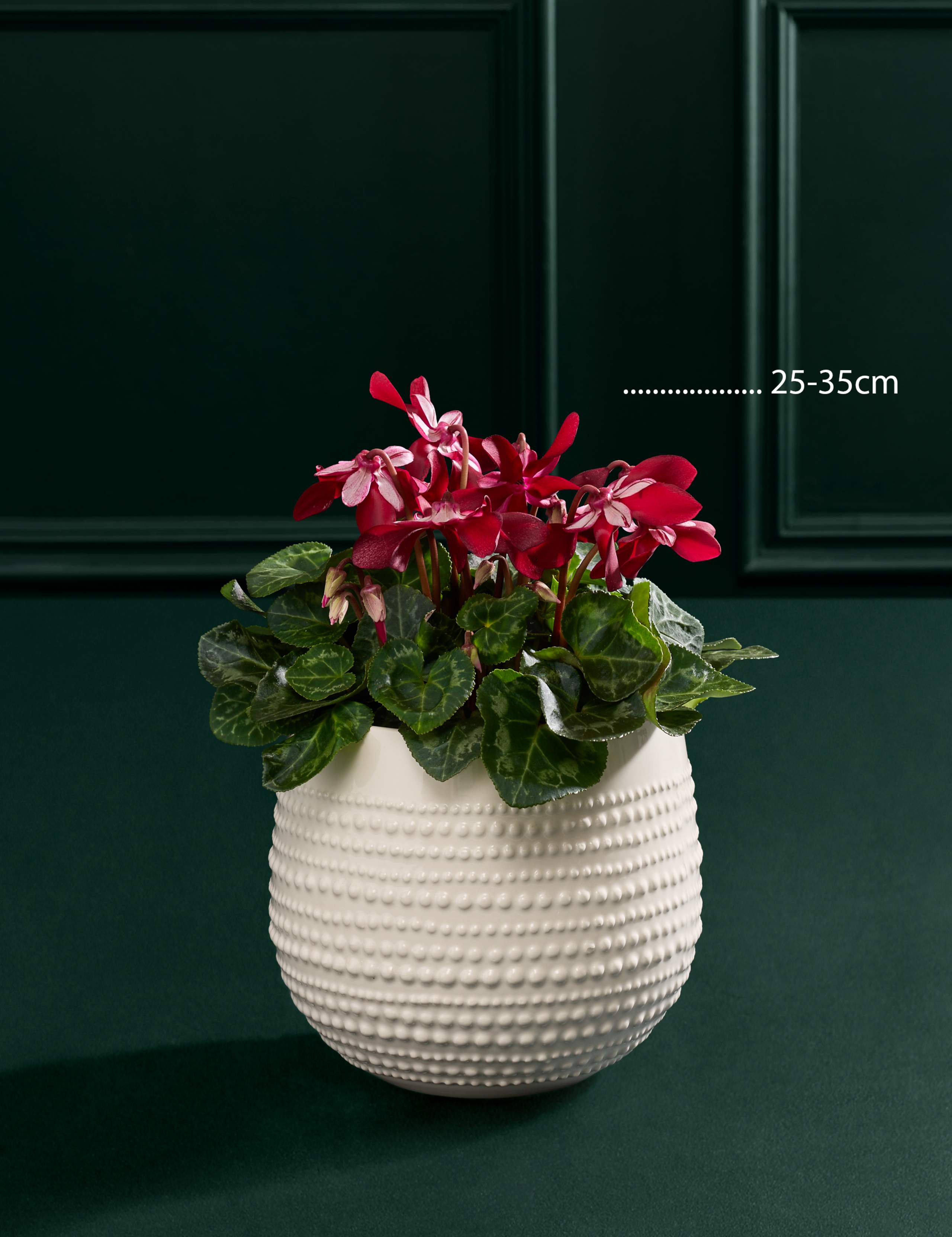 Djix Cyclamen in Ceramic Pot 3 of 3