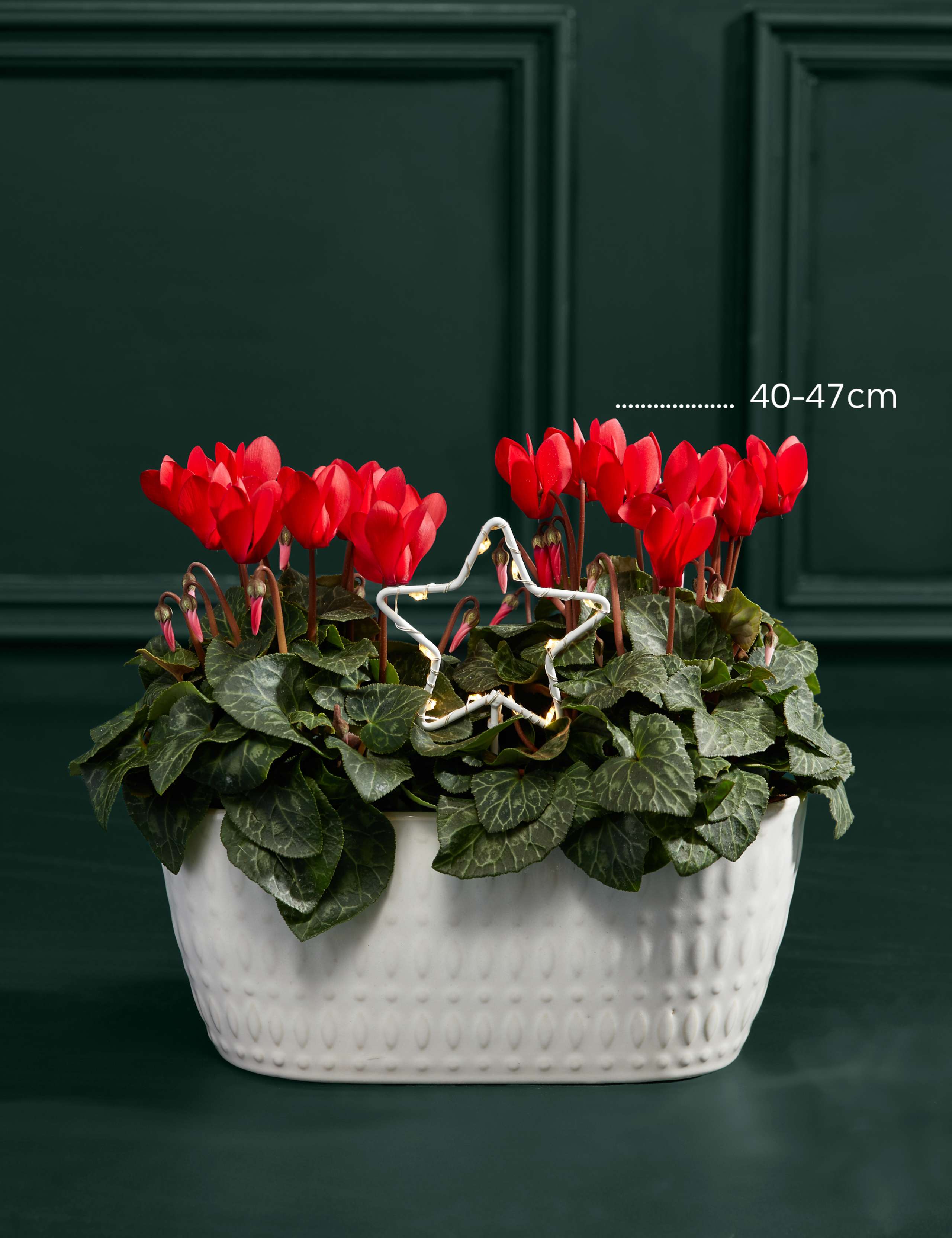 Festive Cyclamen Planter 3 of 3