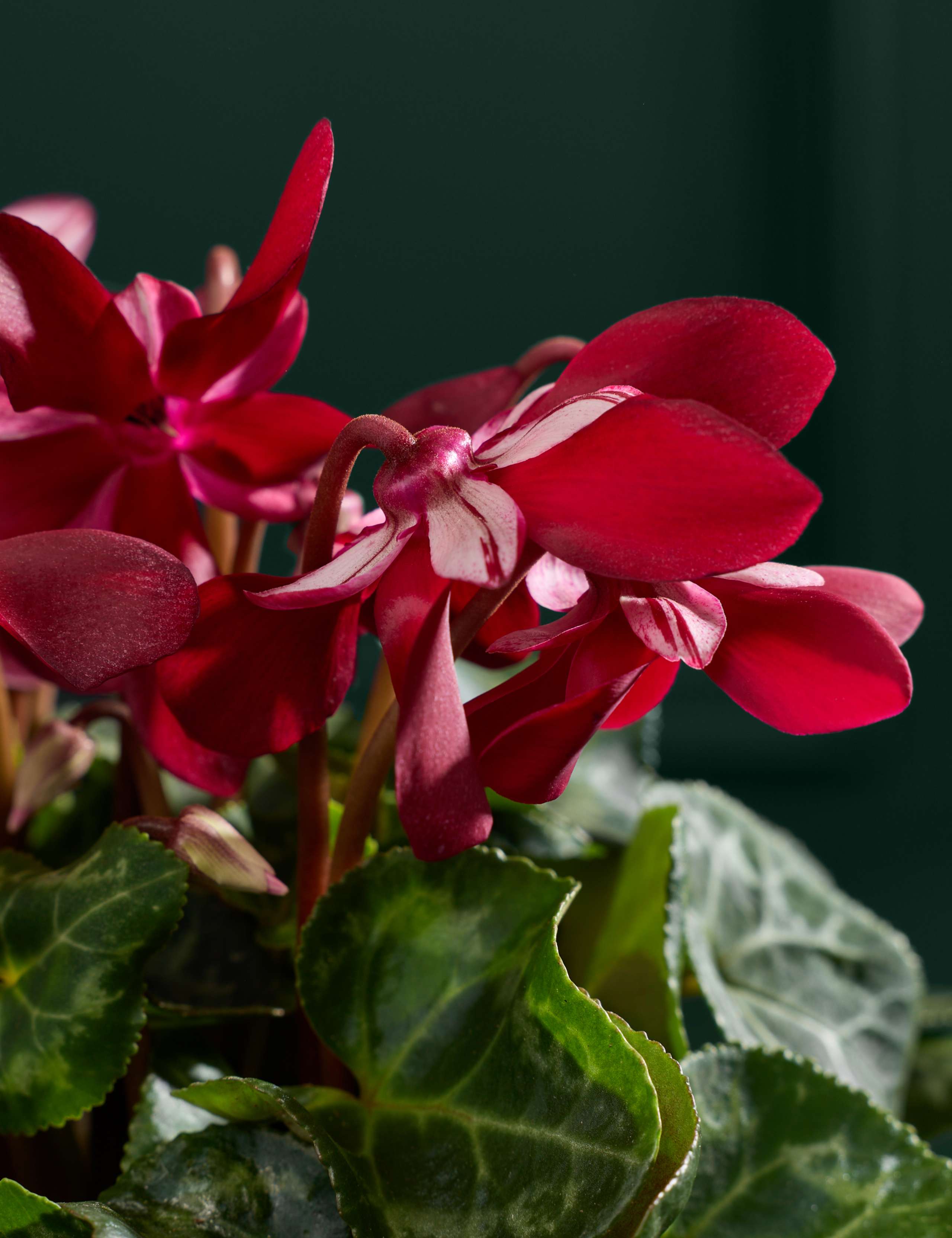 Djix Cyclamen in Ceramic Pot 2 of 3
