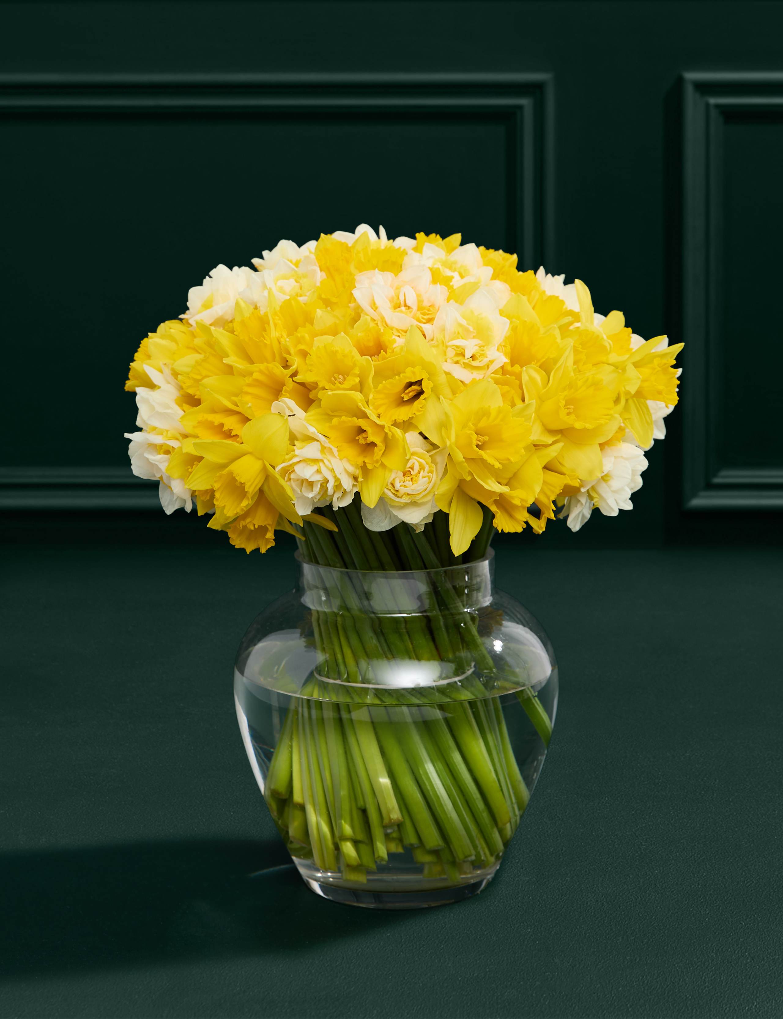 100 British Daffodils Bouquet 1 of 6