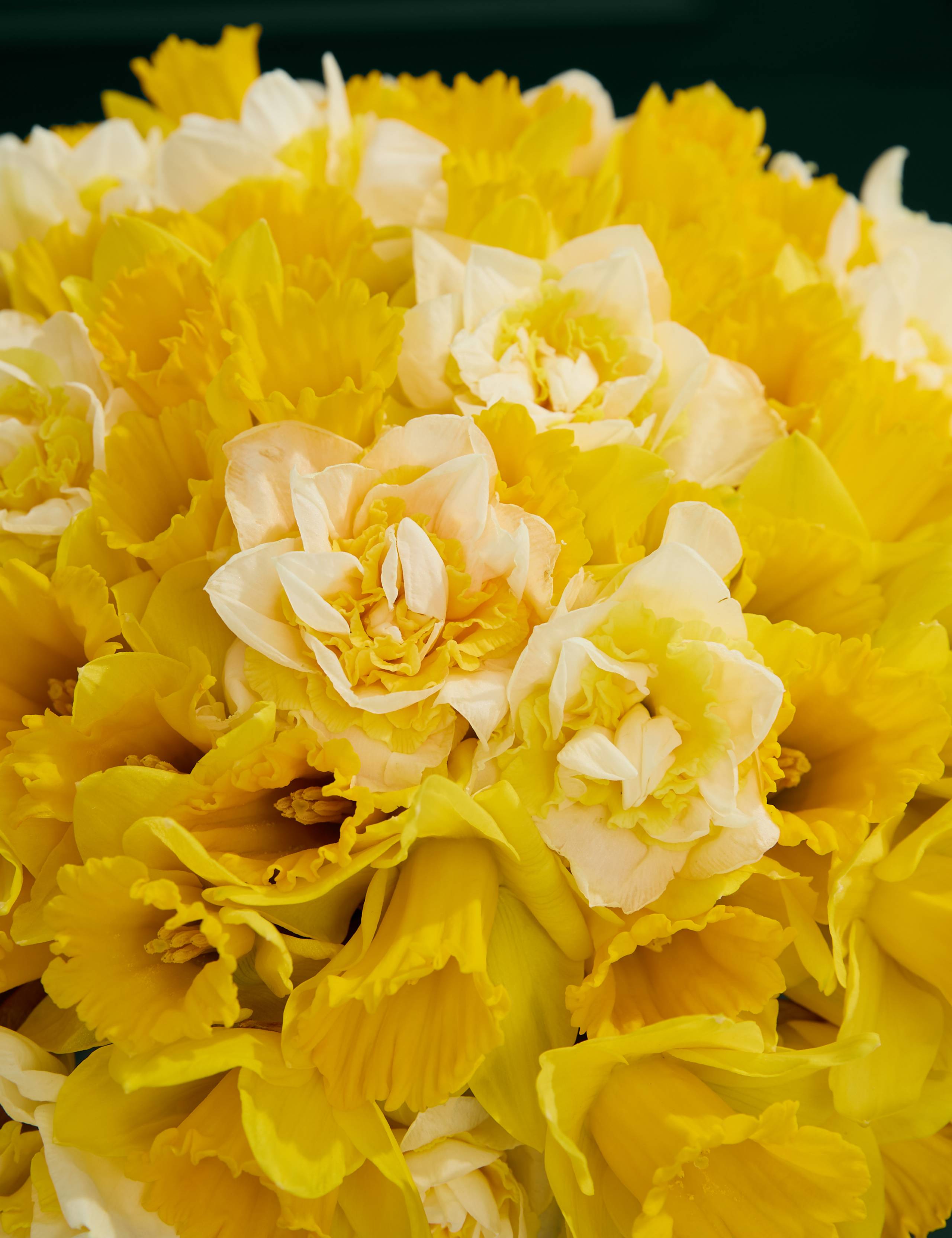 100 British Daffodils Bouquet 3 of 6