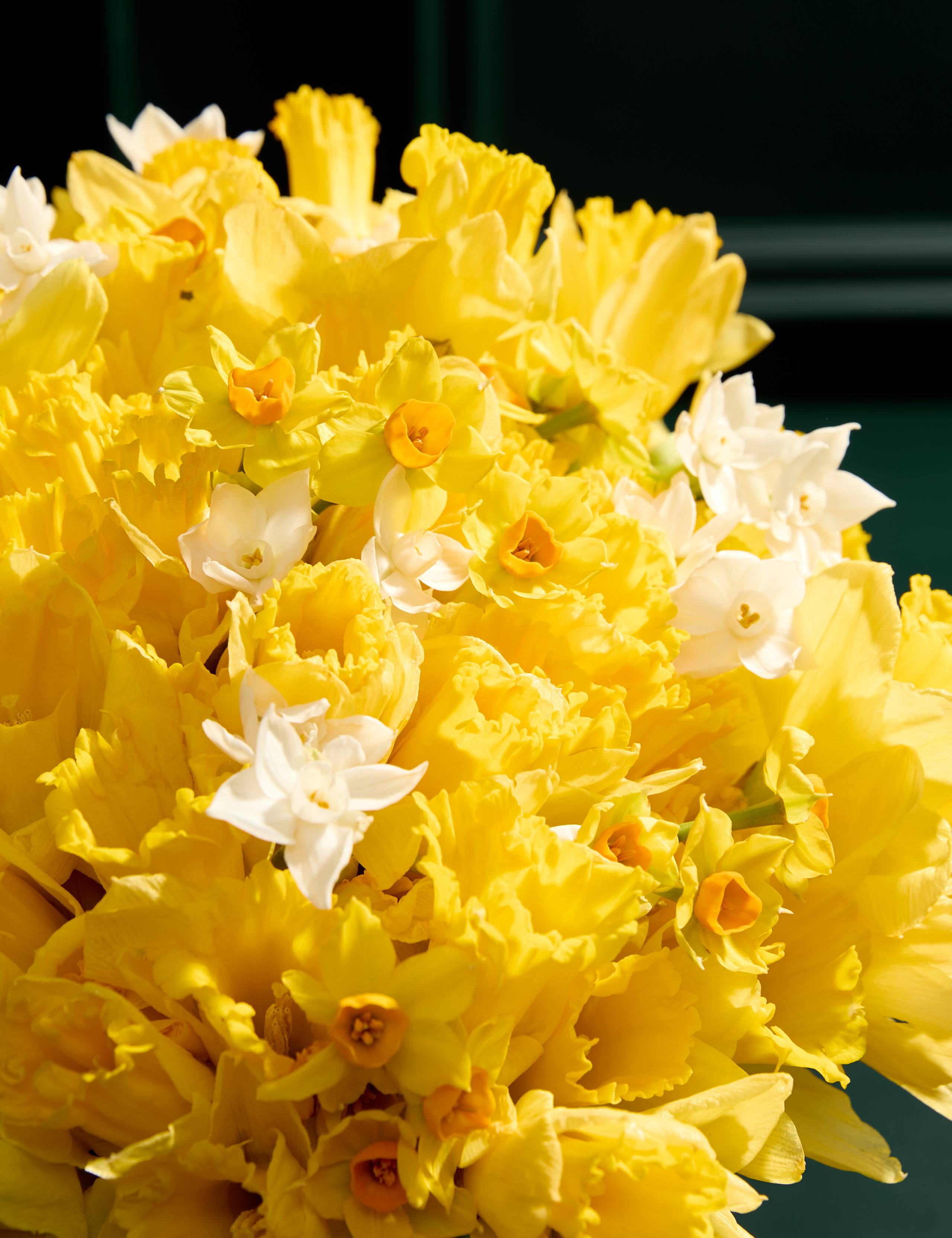 100 British Daffodils & Narcissus Bouquet 3 of 6