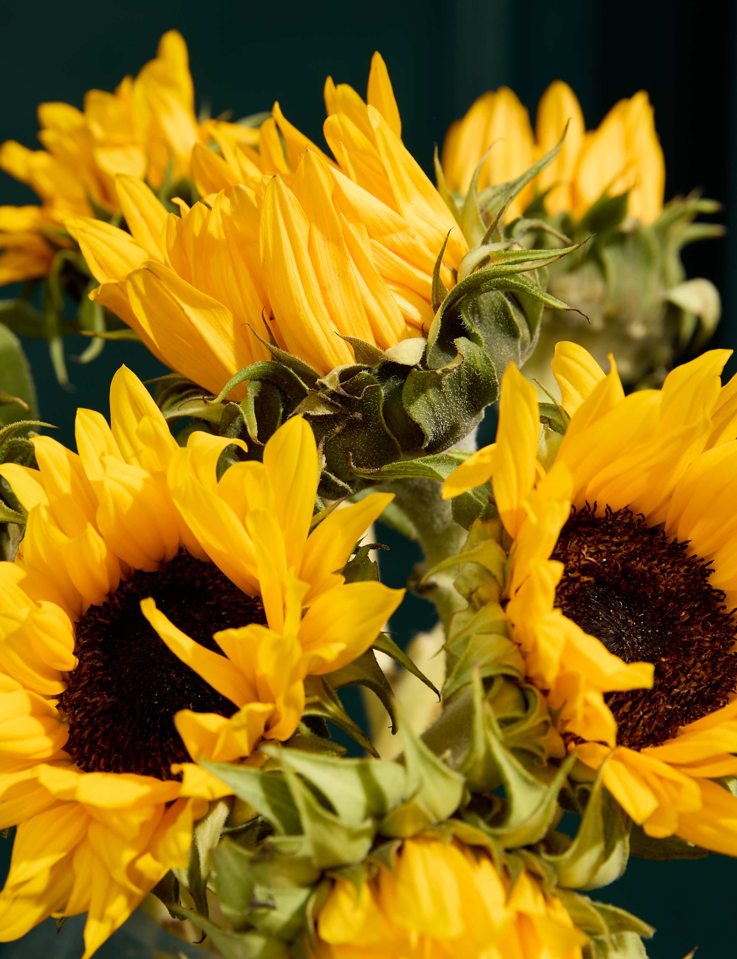 Sunflower Abundance Bouquet with Cynet Gin 3 of 8