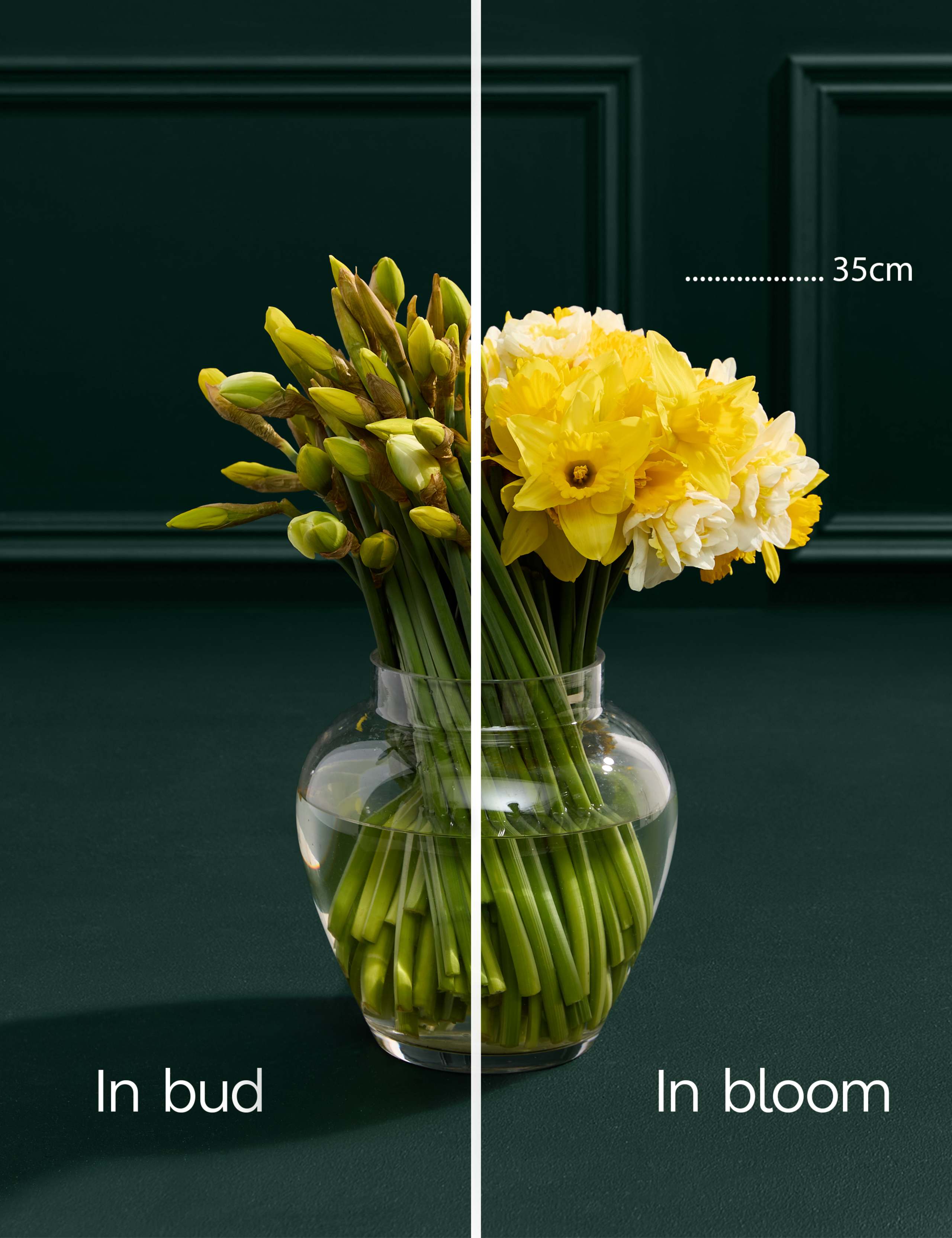 100 British Daffodils Bouquet 4 of 6