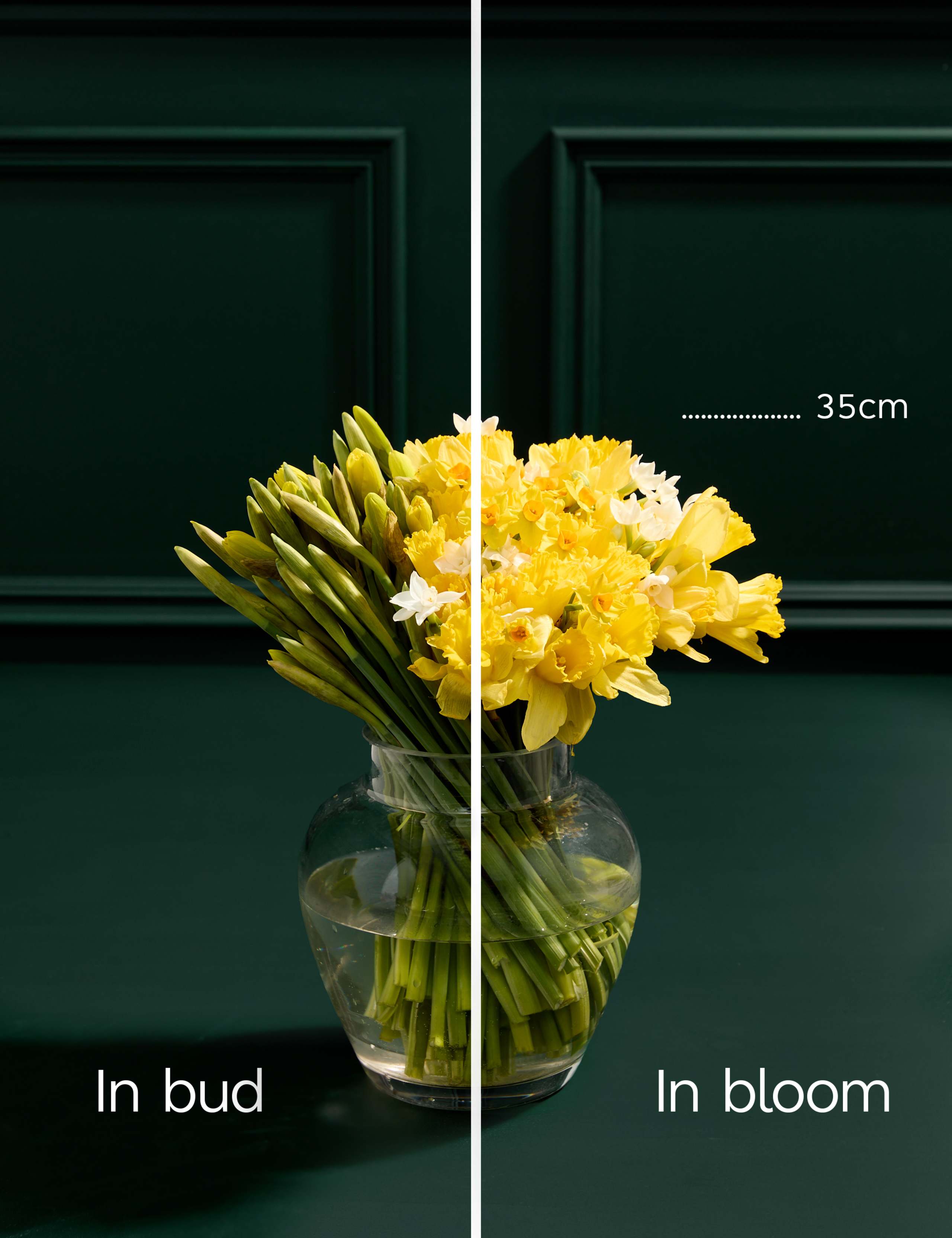 100 British Daffodils & Narcissus Bouquet 4 of 6