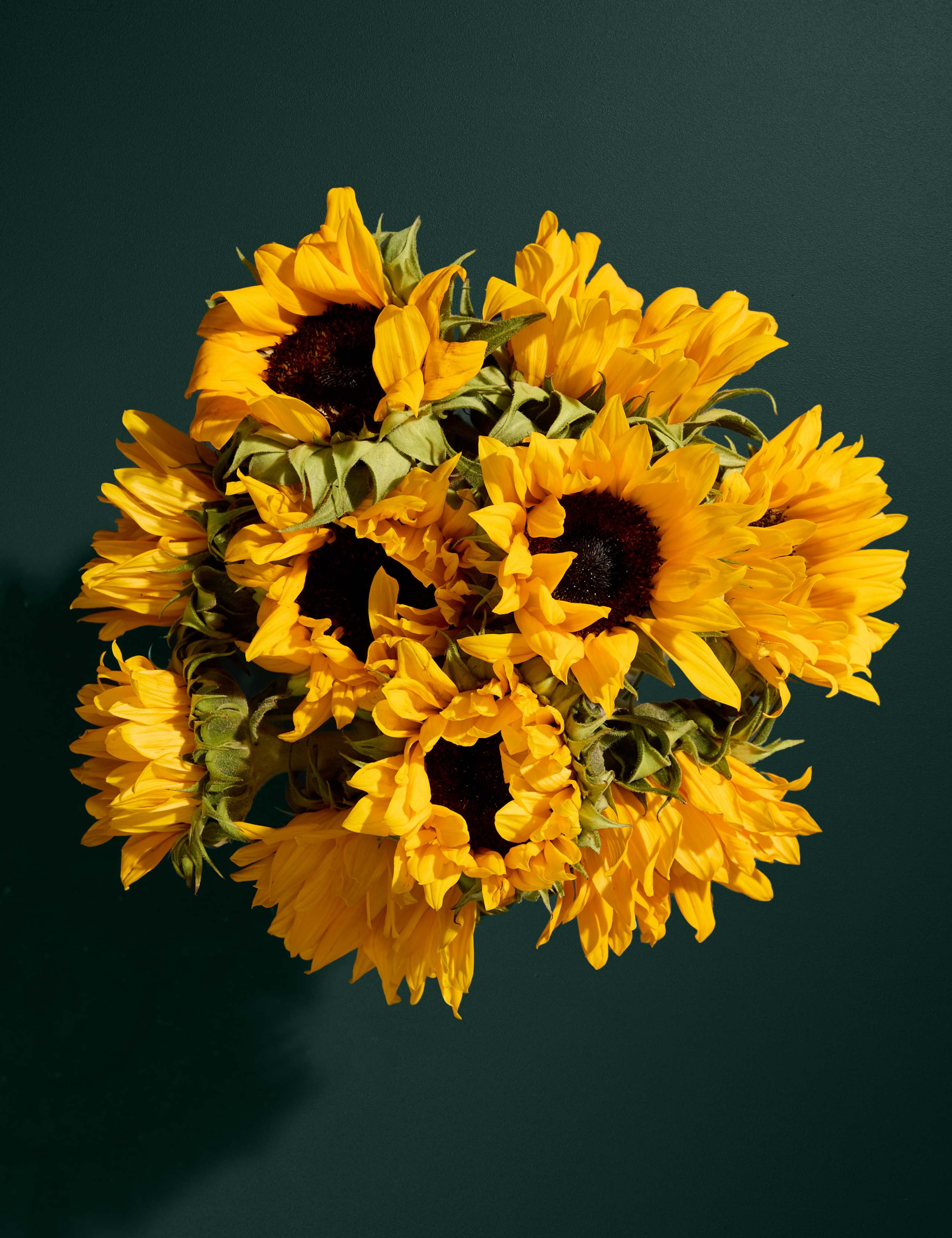 Sunflower Abundance Bouquet with Cynet Gin 2 of 8