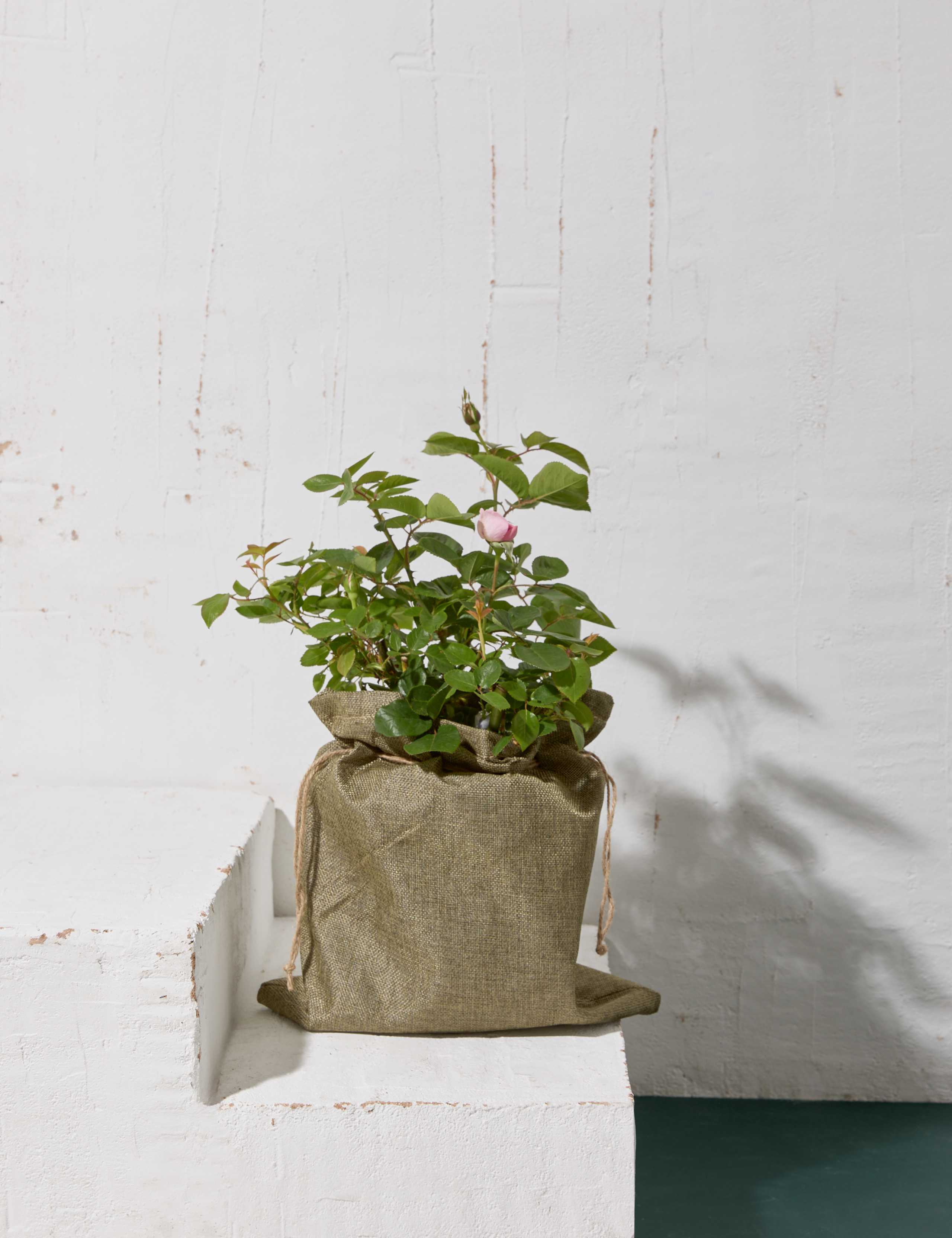 Pink Rose Plant 1 of 7