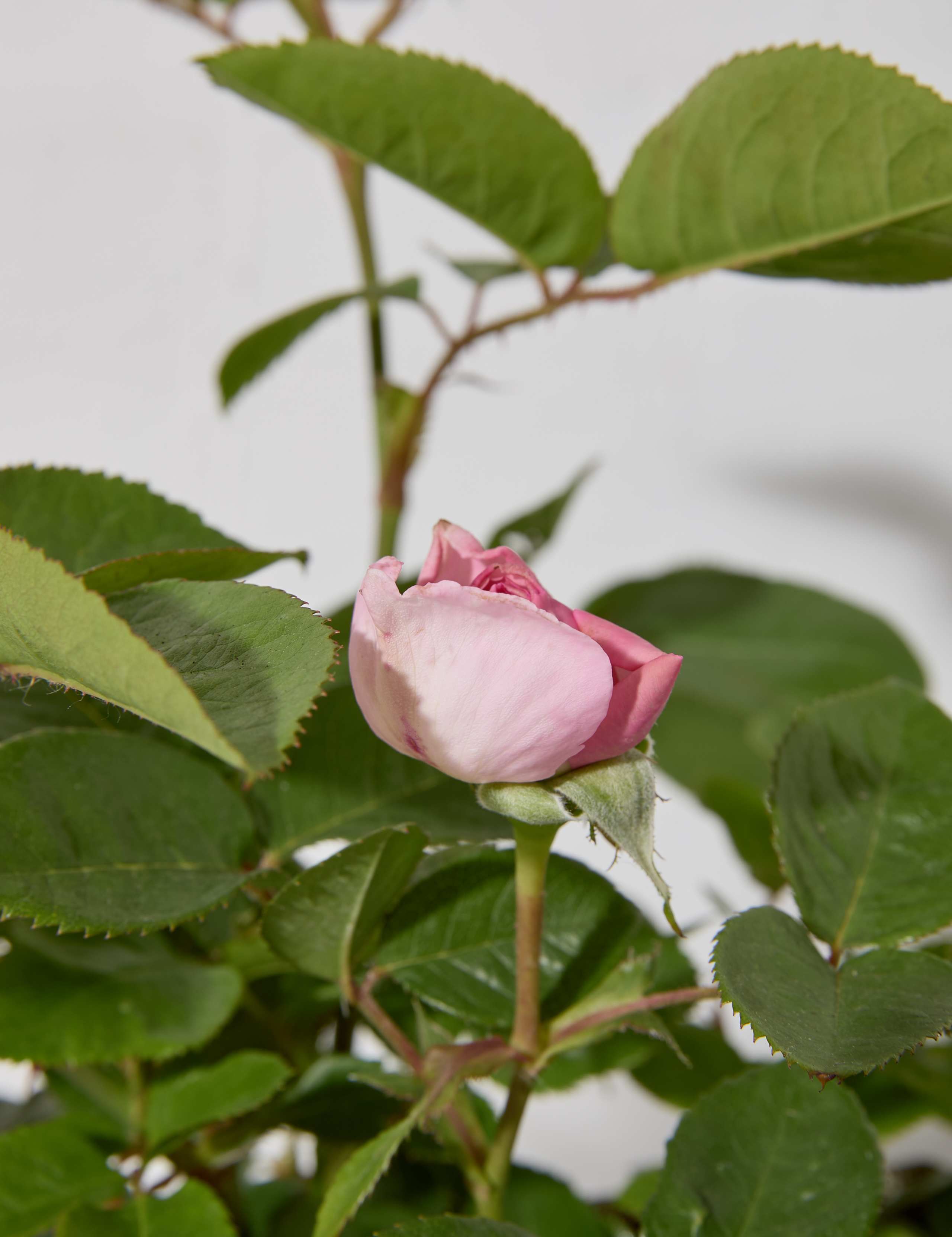 Pink Rose Plant 3 of 7