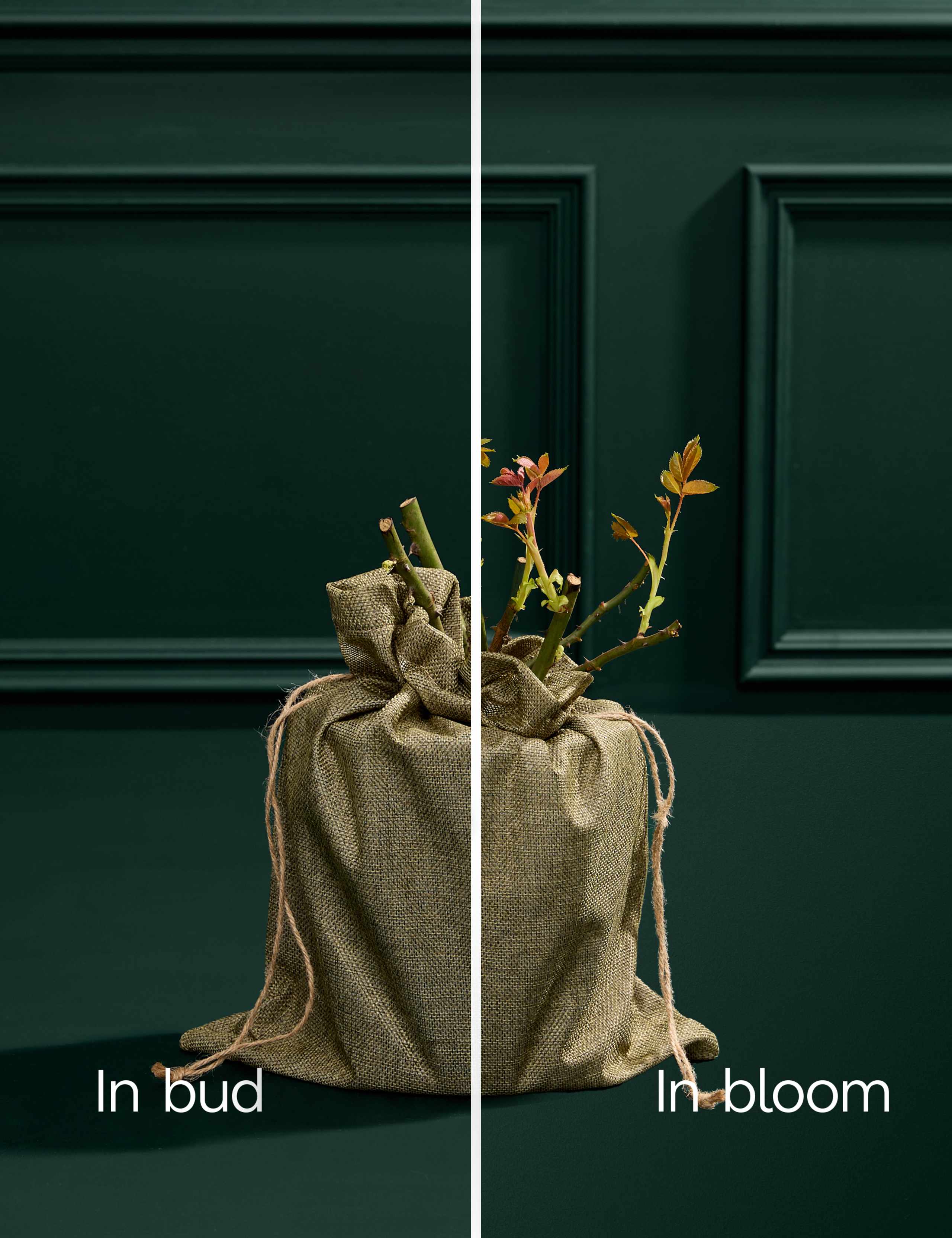 Pink Rose Plant 4 of 7